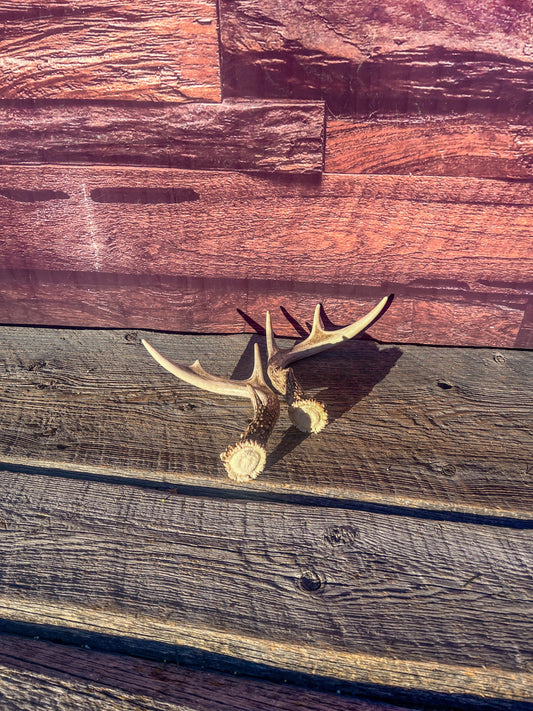 White-Tailed Deer Antlers. Small Fresh Matching Set. Decor, design, crafting and more!
