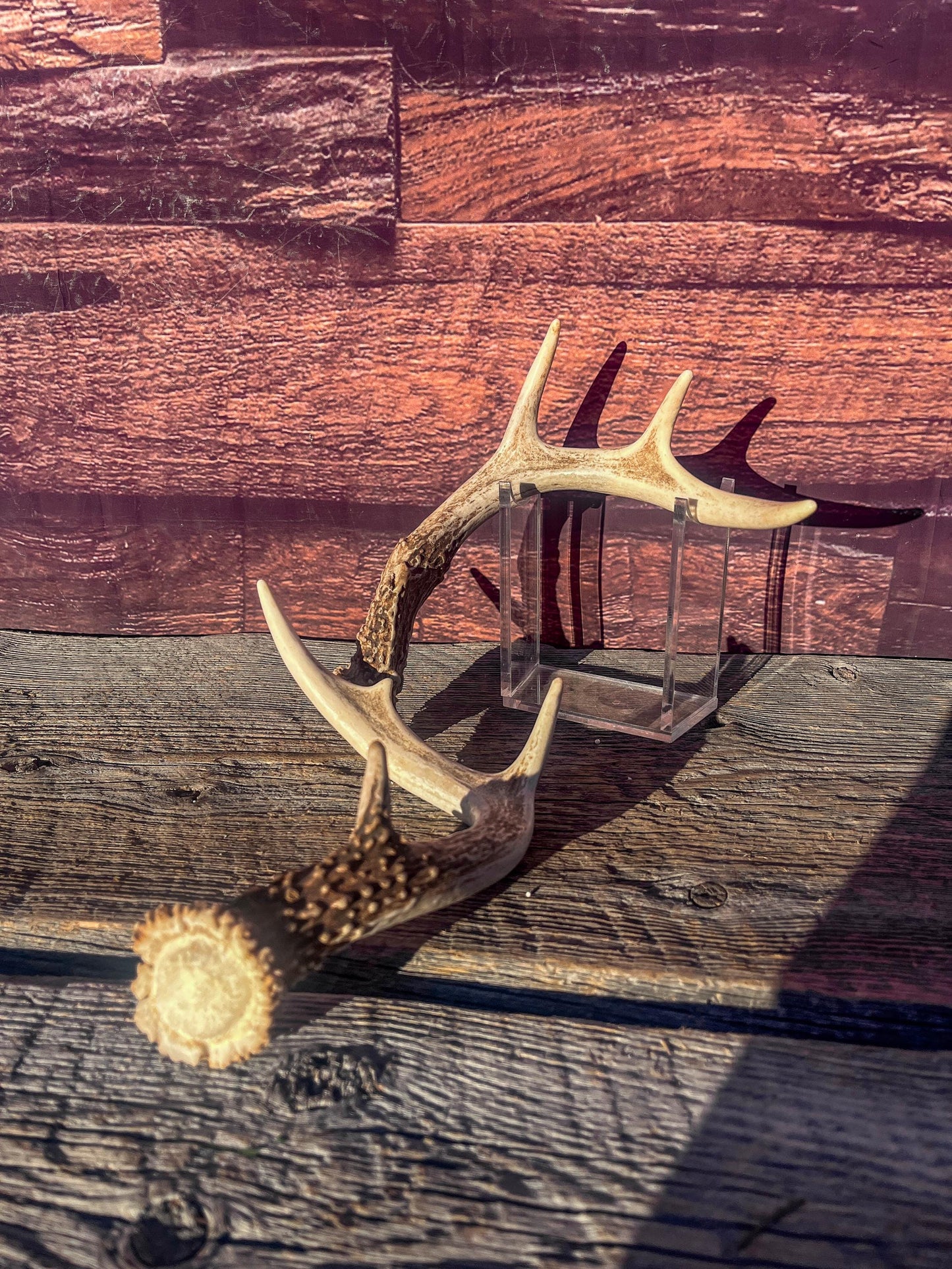 White-Tailed Deer Antlers. Small Fresh Matching Set. Decor, design, crafting and more!