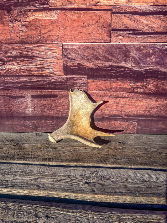 Old Moose Antler. For crafting, decor and more