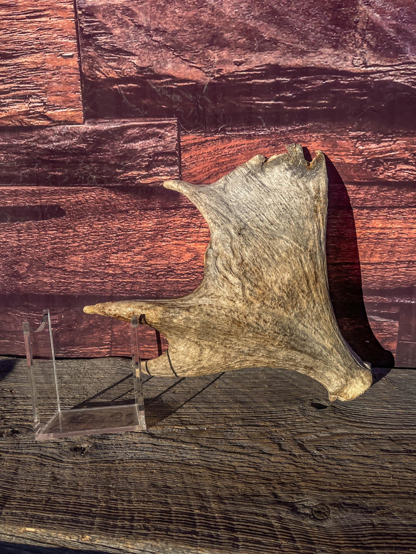 Old Moose Antler. For crafting, decor and more