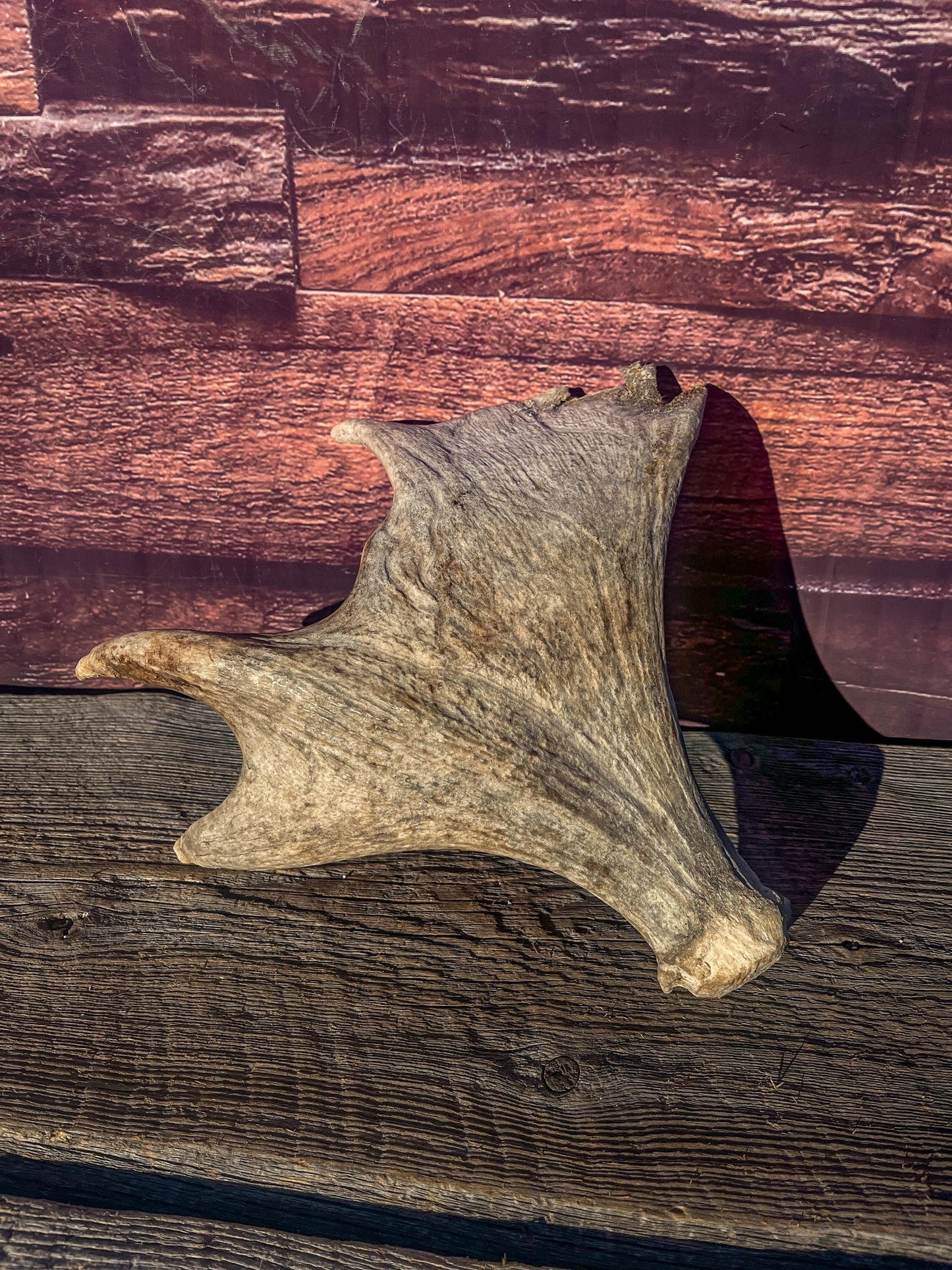 Old Moose Antler. For crafting, decor and more
