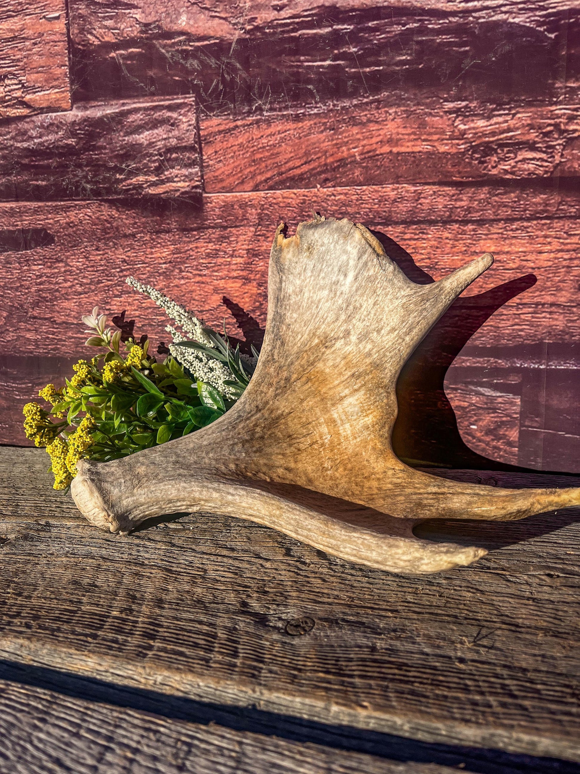 Old Moose Antler. For crafting, decor and more