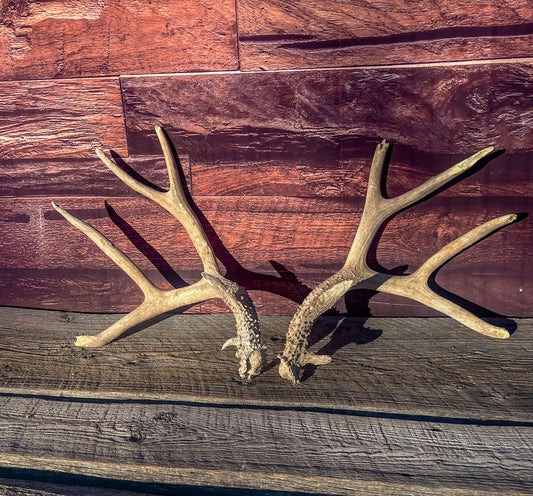 Matching Mule Deer Antler Set. For Decor. Wild, Naturally Shed, Canadian Deer Antlers.