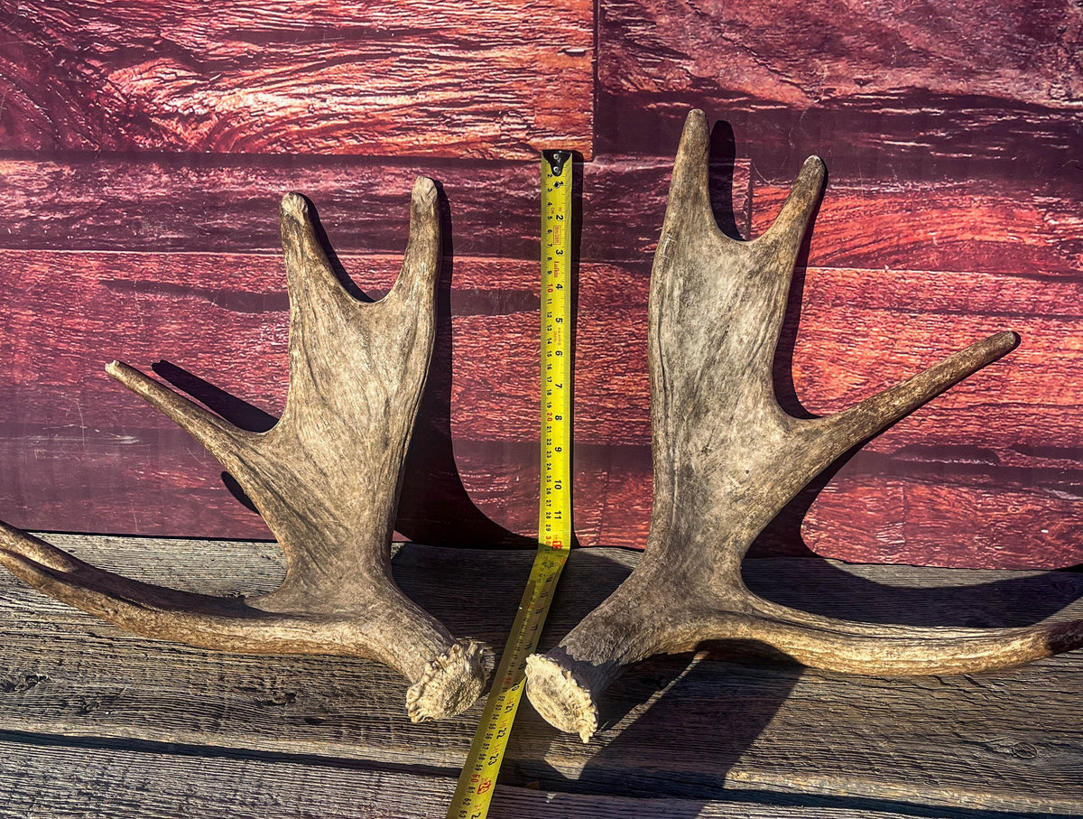 Moose Antler Pair. Medium Sized Canadian Moose Antlers - for Crafting, Decor and More
