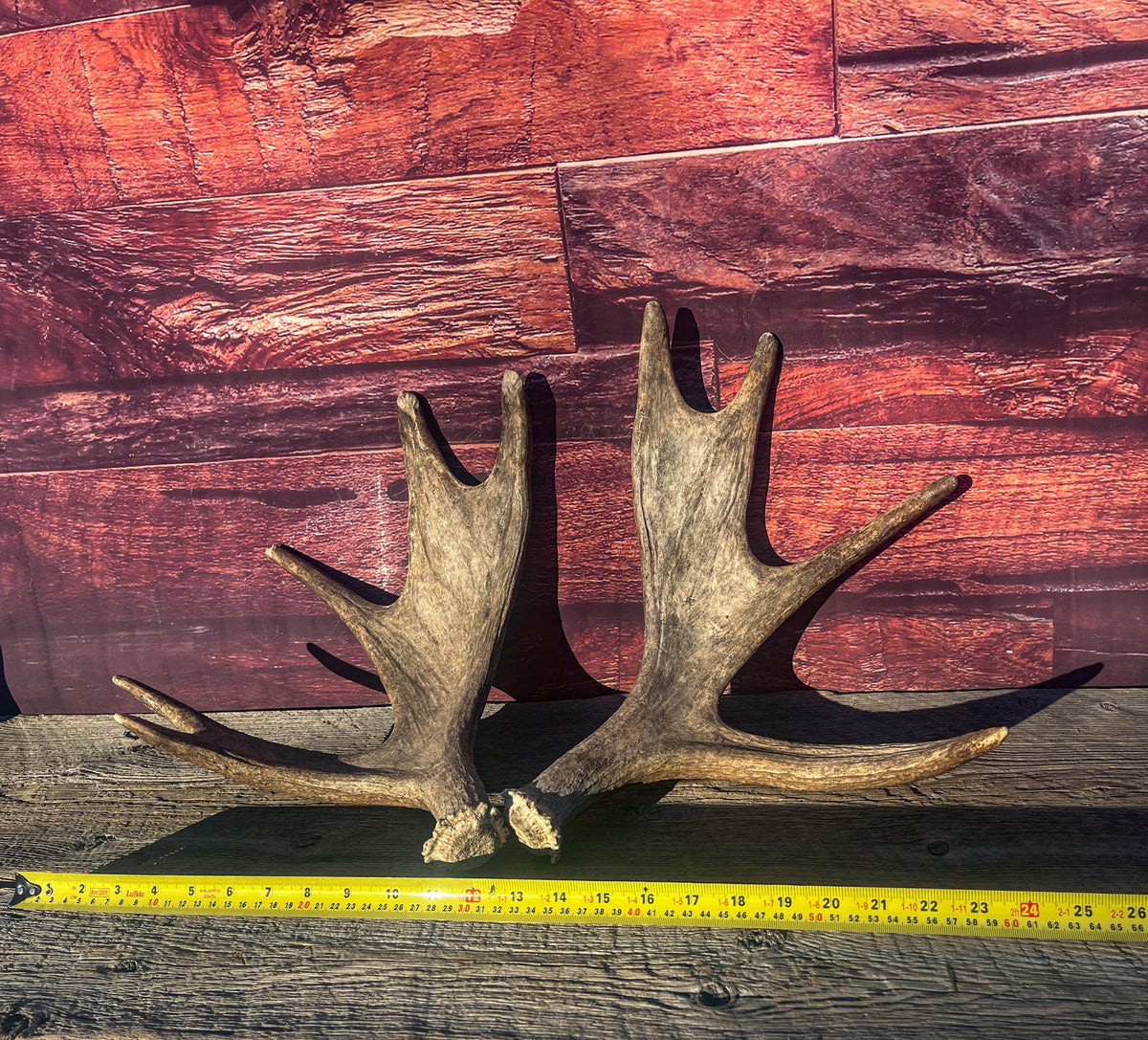 Moose Antler Pair. Medium Sized Canadian Moose Antlers - for Crafting, Decor and More
