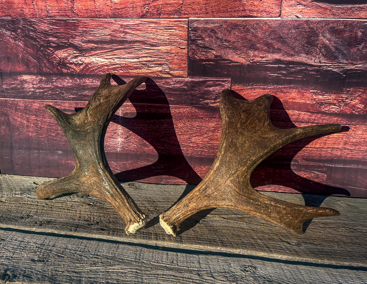 Moose Antler Pair. Medium Sized Canadian Moose Antlers - for Crafting, Decor and More