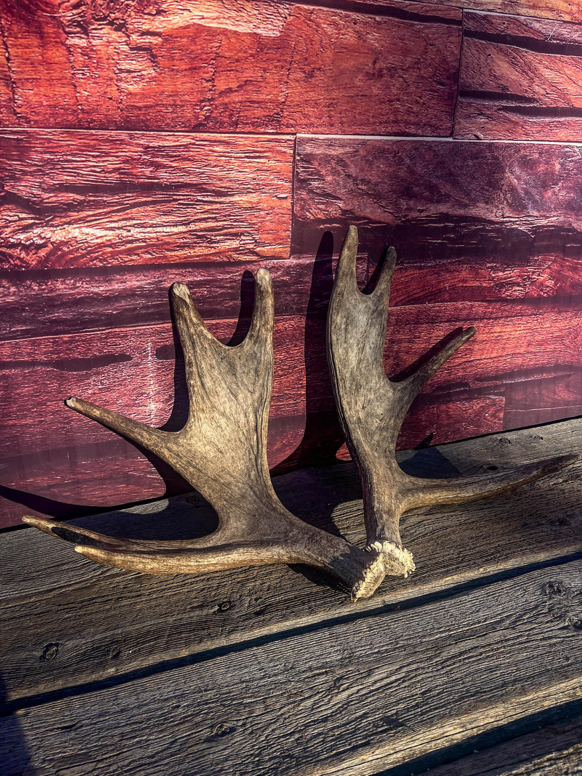 Moose Antler Pair. Medium Sized Canadian Moose Antlers - for Crafting, Decor and More