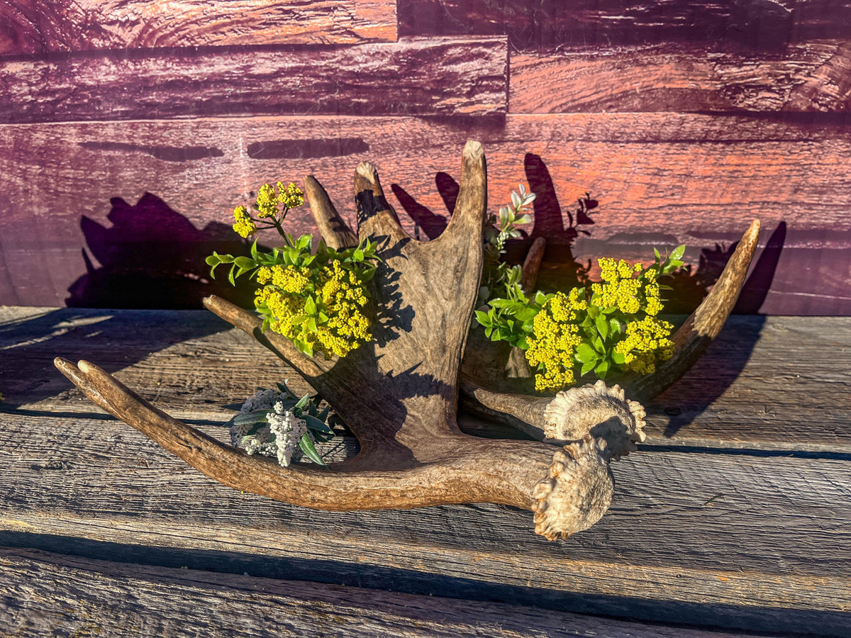 Moose Antler Pair. Medium Sized Canadian Moose Antlers - for Crafting, Decor and More