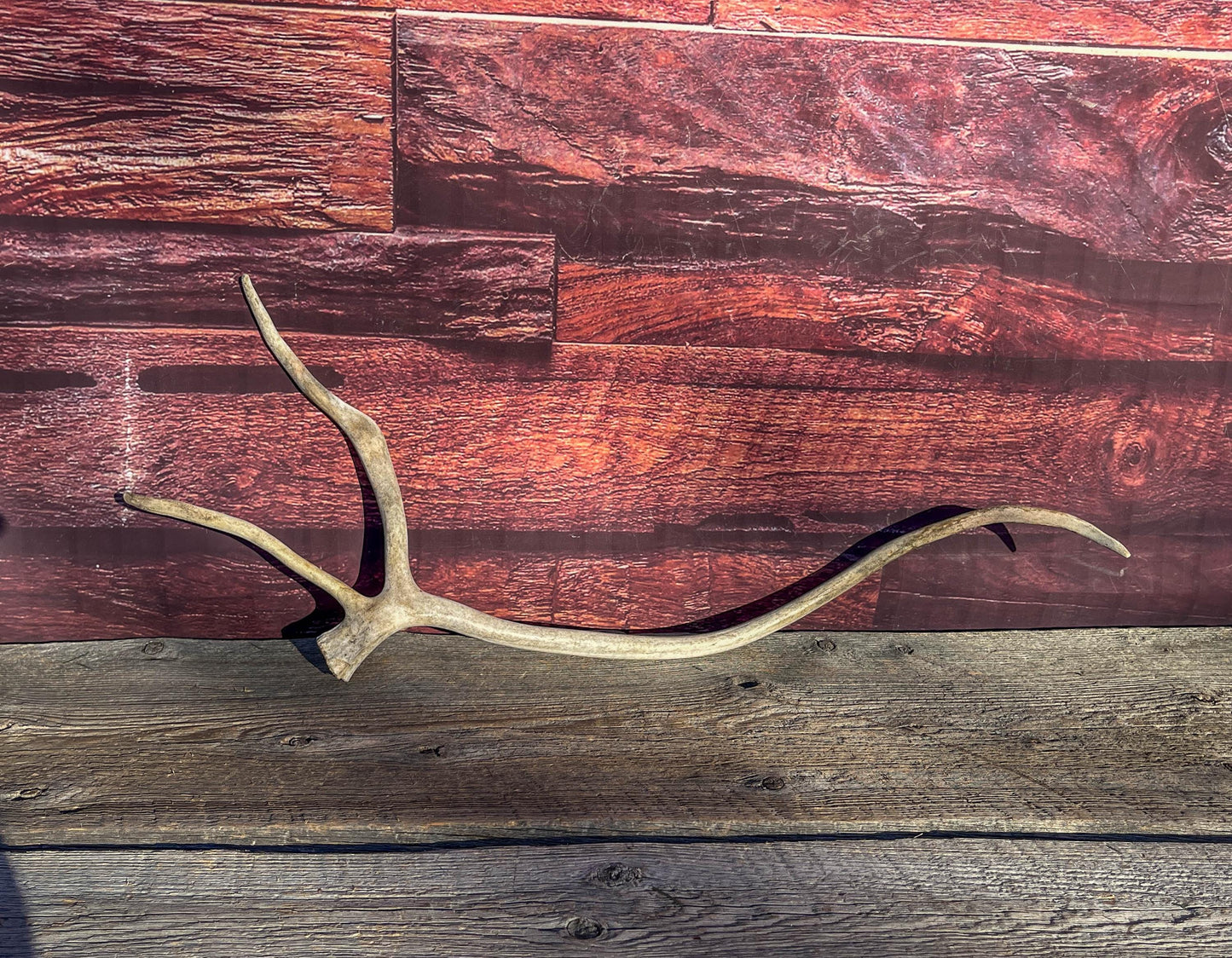 Shed Caribou Antler: Unique Woodland Home Decoration