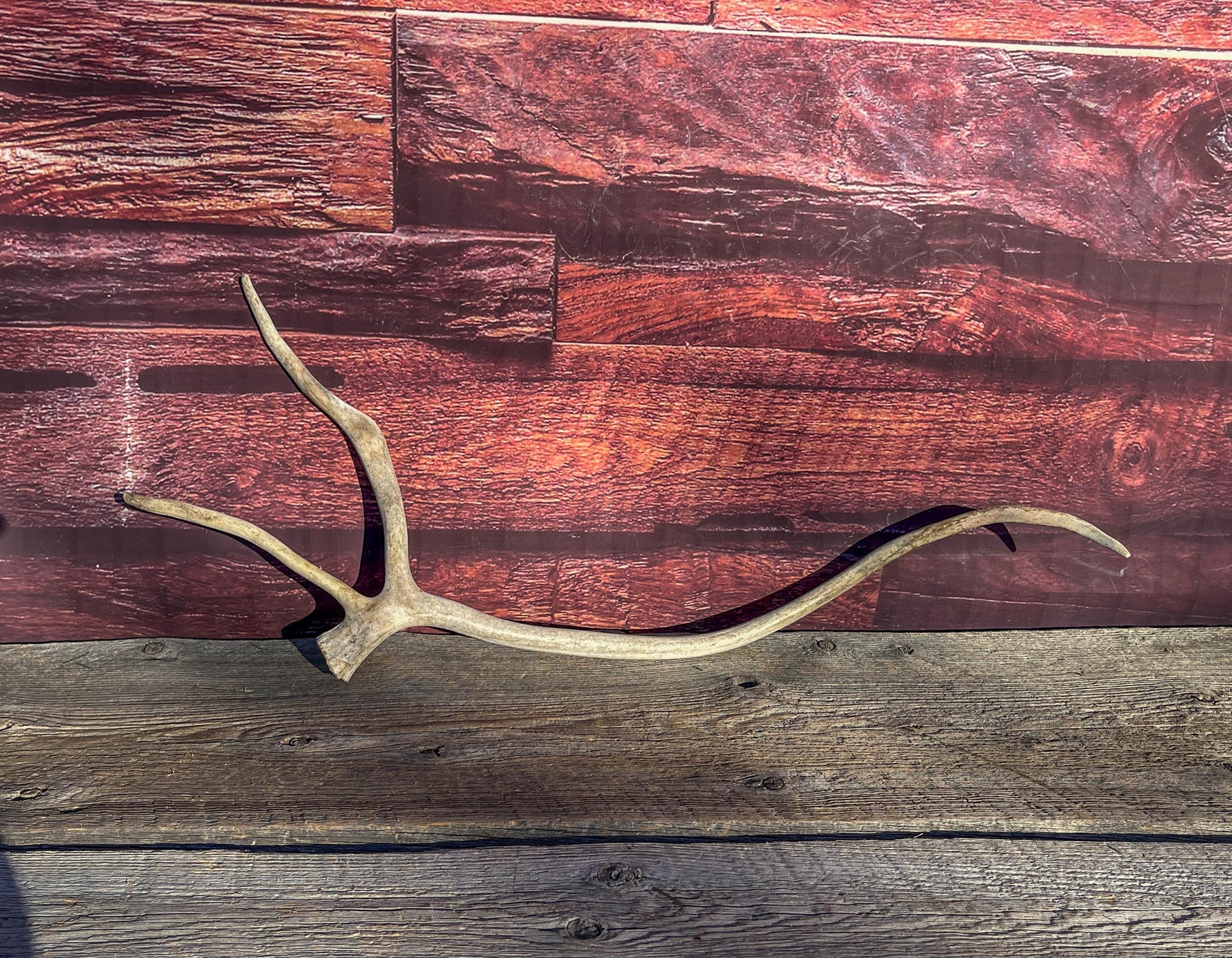 Shed Caribou Antler: Unique Woodland Home Decoration