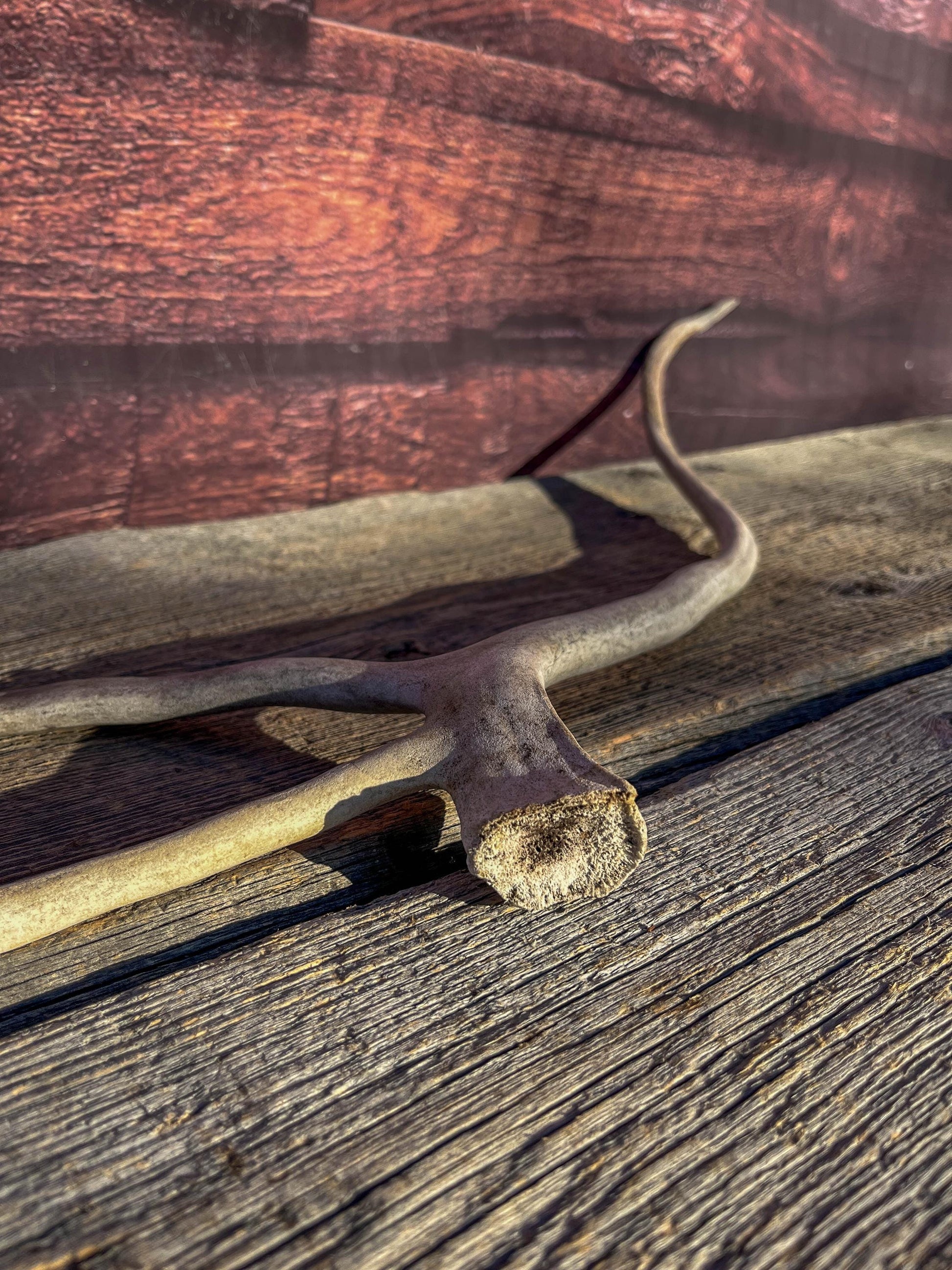Shed Caribou Antler: Unique Woodland Home Decoration