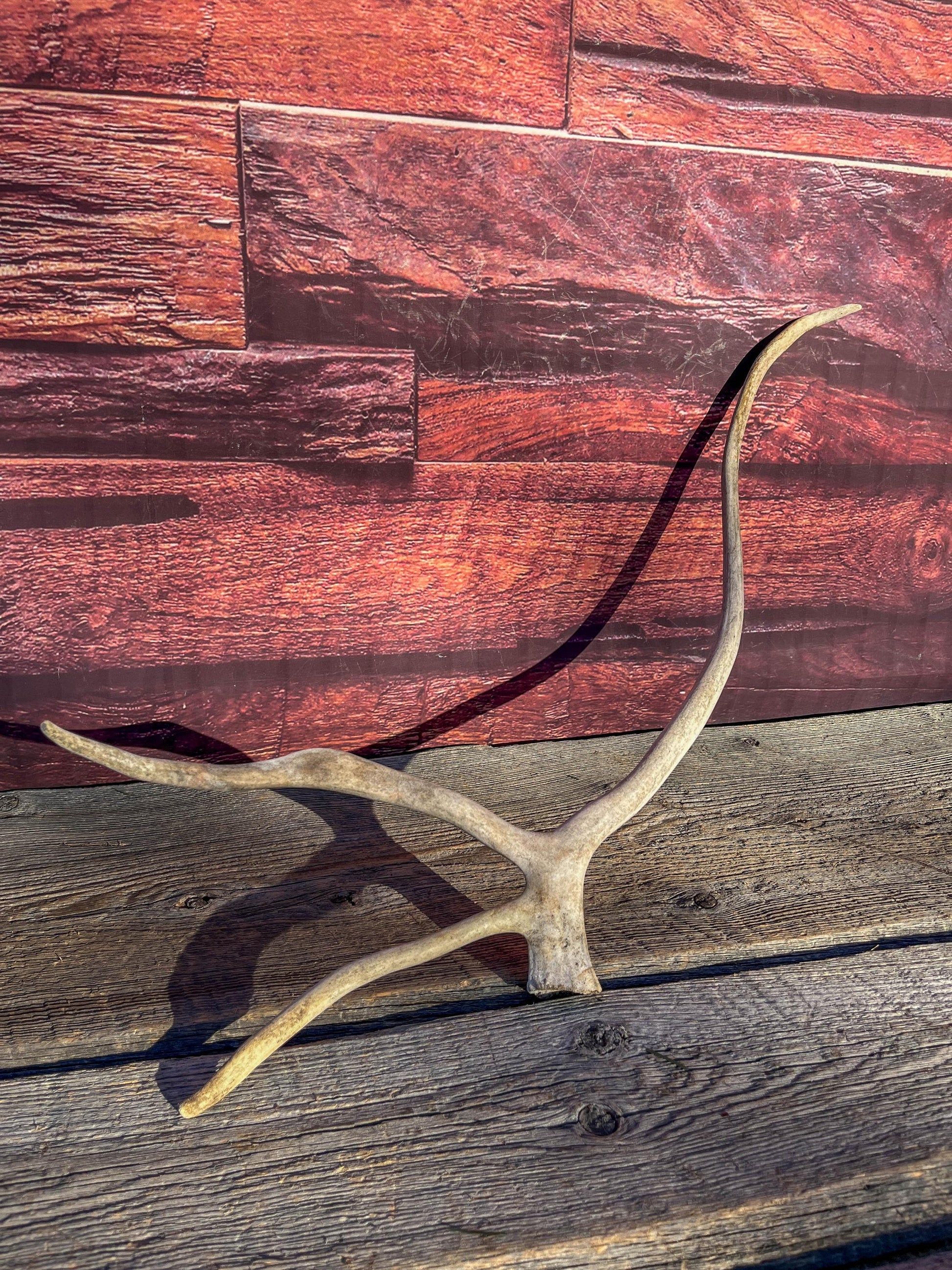 Shed Caribou Antler: Unique Woodland Home Decoration