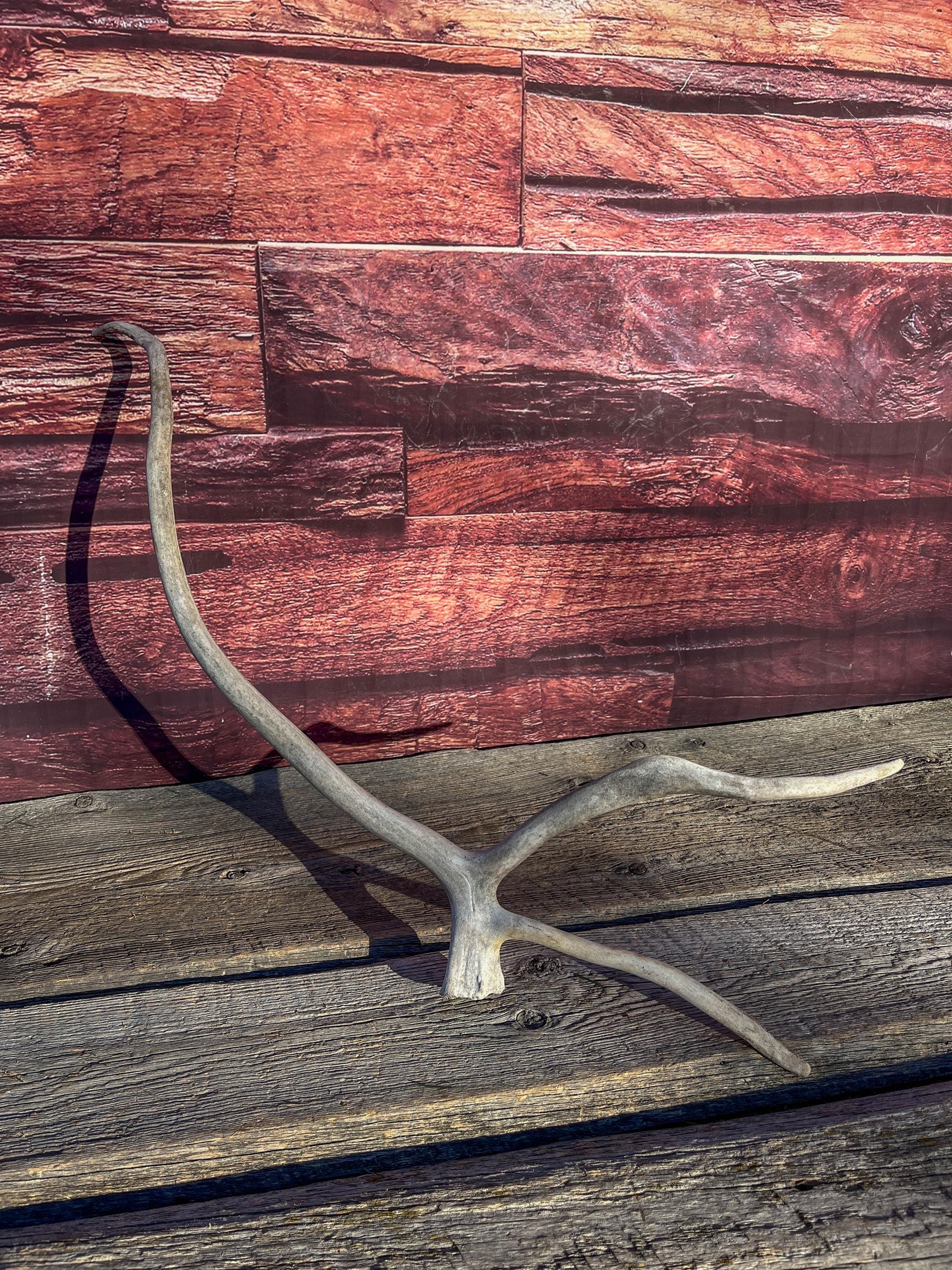 Shed Caribou Antler: Unique Woodland Home Decoration