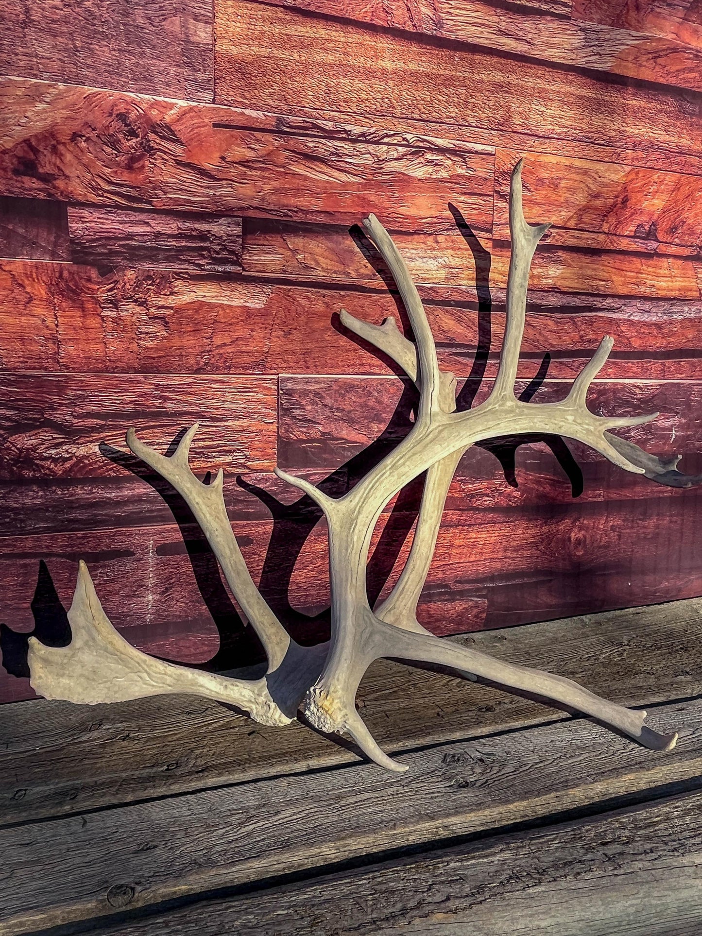 Huge Bull Caribou Antlers! Matched Set of Heavily Weathered Antlers. For decor, crafting and more!