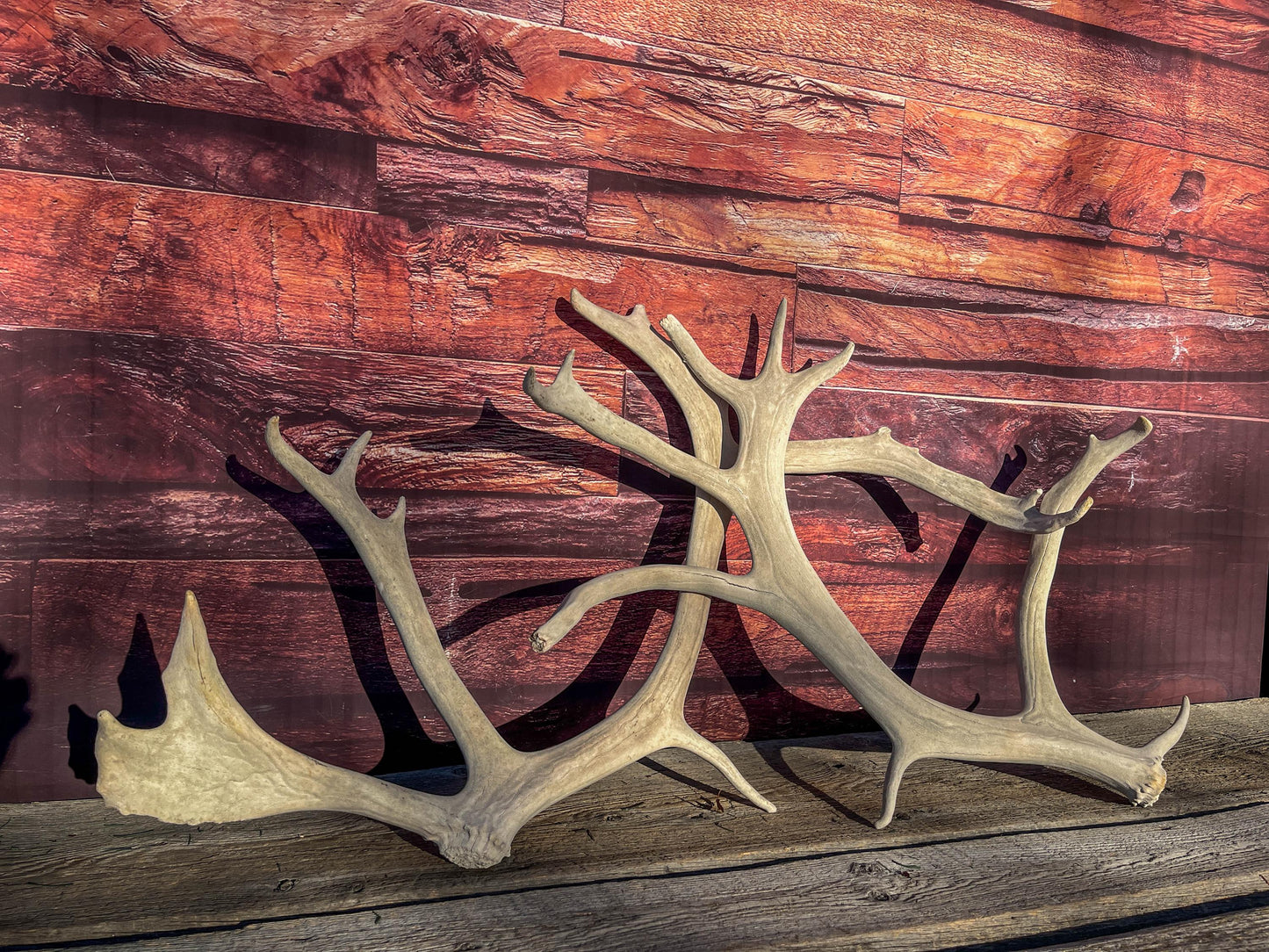 Huge Bull Caribou Antlers! Matched Set of Heavily Weathered Antlers. For decor, crafting and more!