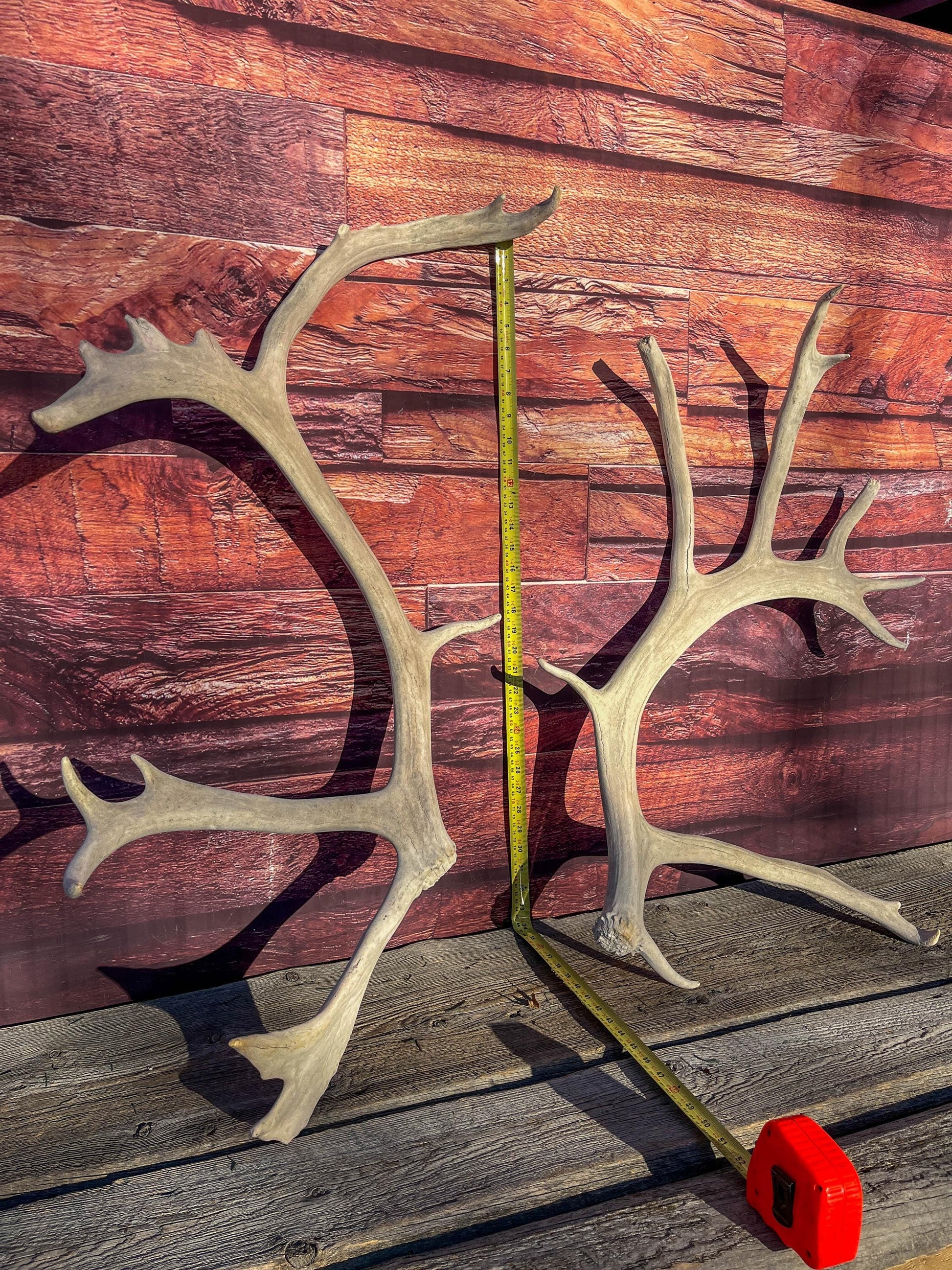 Huge Bull Caribou Antlers! Matched Set of Heavily Weathered Antlers. For decor, crafting and more!