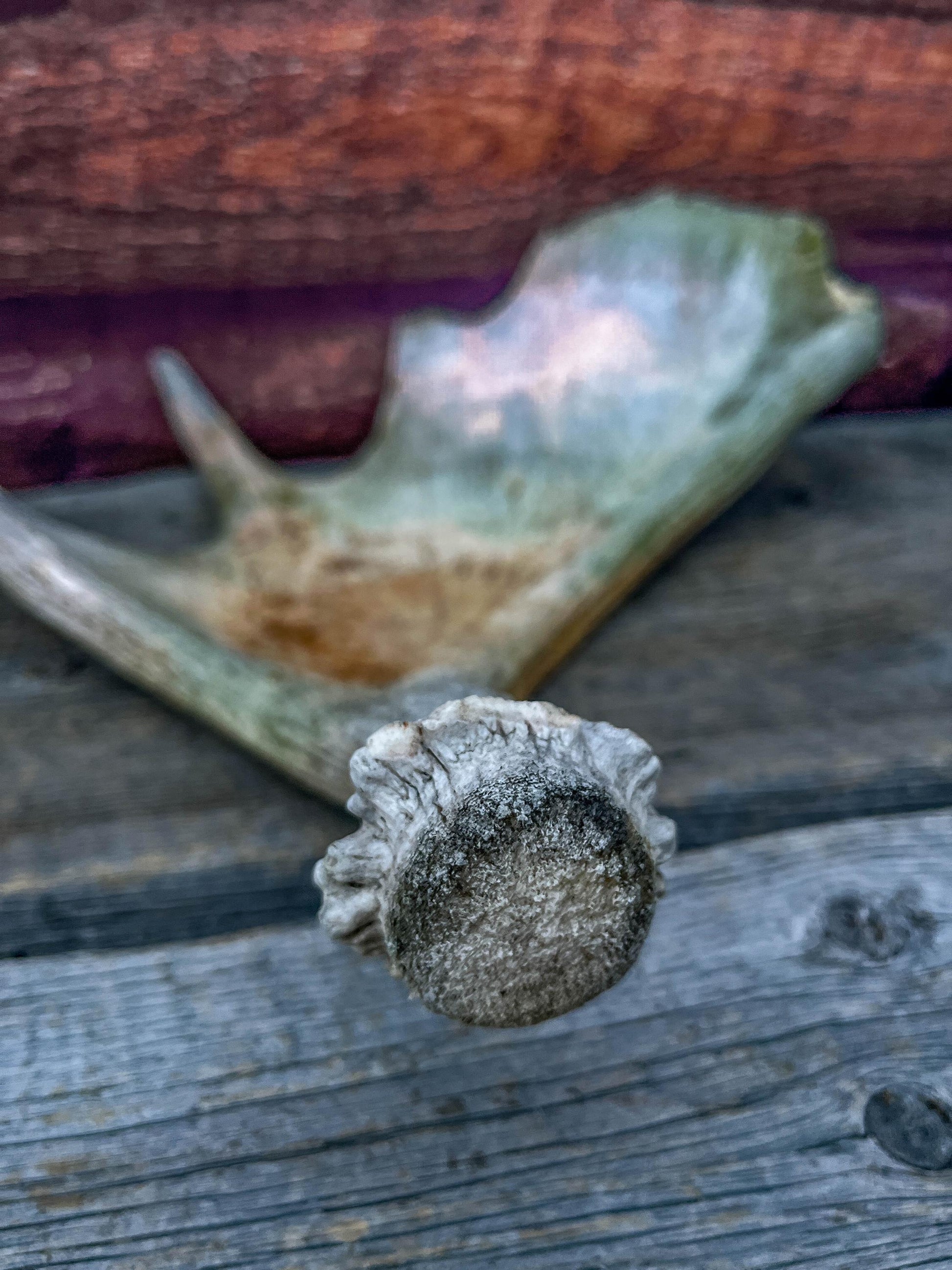 Moose Antler. Classic Shaped Paddle for Carving, Pet Treats, Crafting and Decor from a Wild Canada Moose
