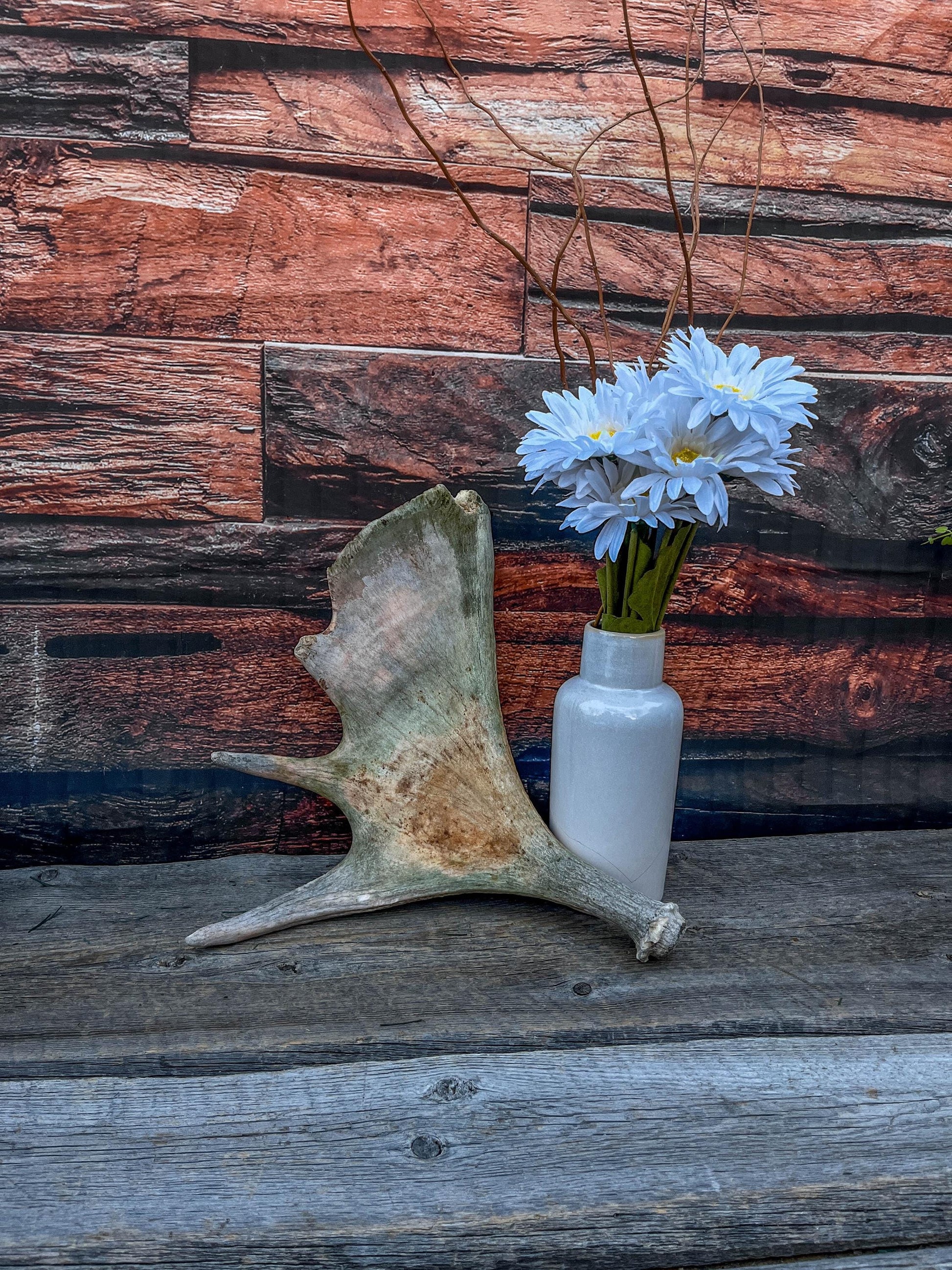 Moose Antler. Classic Shaped Paddle for Carving, Pet Treats, Crafting and Decor from a Wild Canada Moose