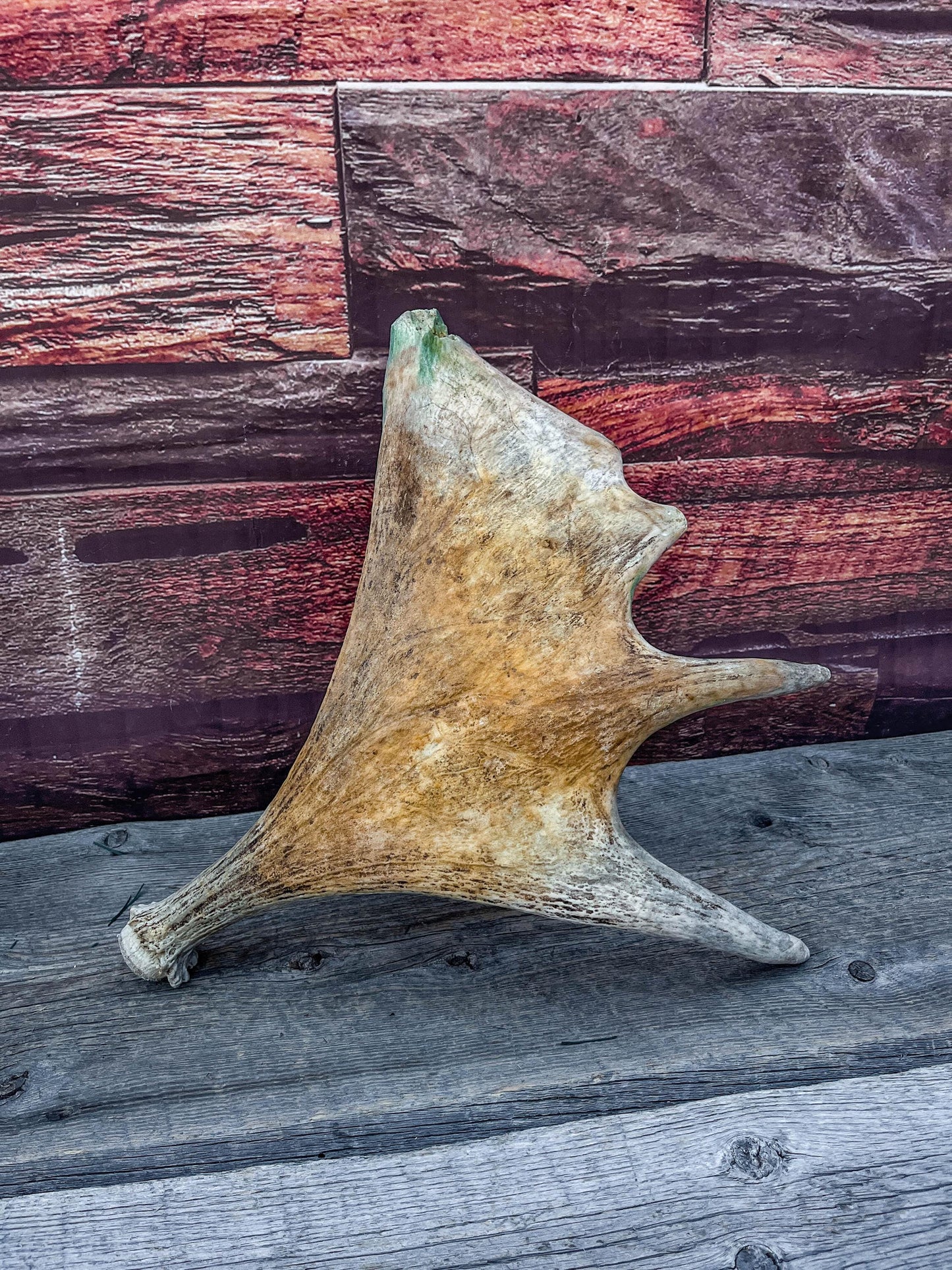 Moose Antler. Classic Shaped Paddle for Carving, Pet Treats, Crafting and Decor from a Wild Canada Moose