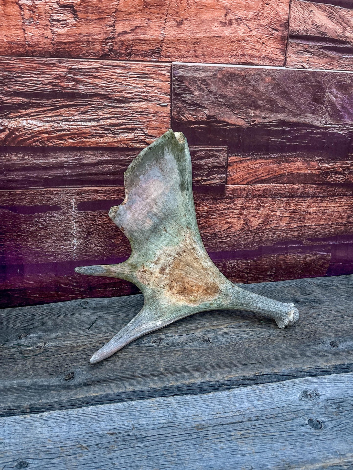 Moose Antler. Classic Shaped Paddle for Carving, Pet Treats, Crafting and Decor from a Wild Canada Moose