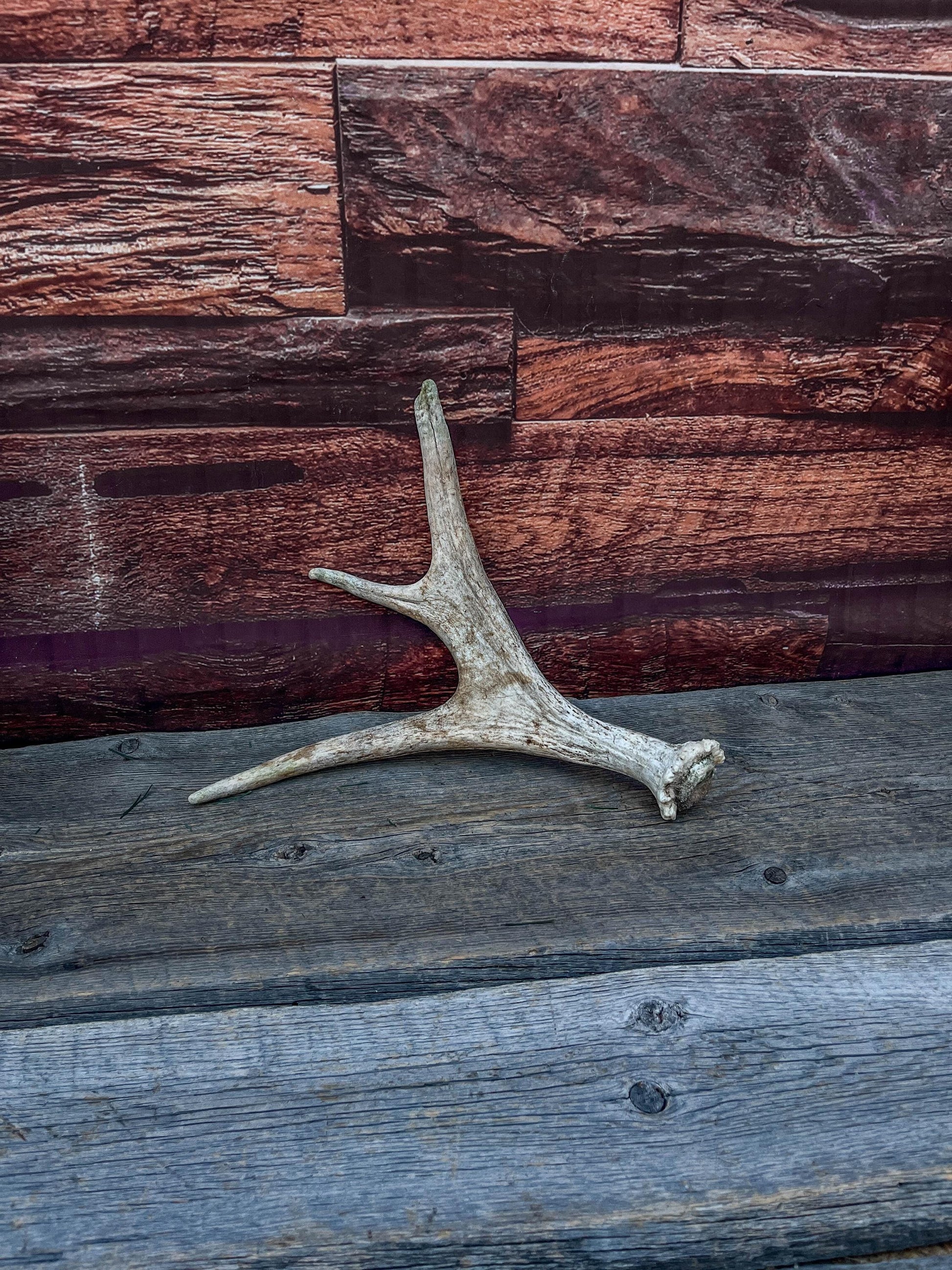 Bull Moose Antler. Small. Home decor table centerpiece, shelftop decor, and more.