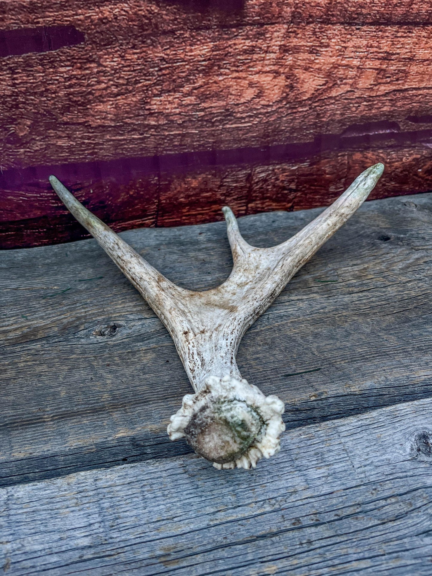 Bull Moose Antler. Small. Home decor table centerpiece, shelftop decor, and more.