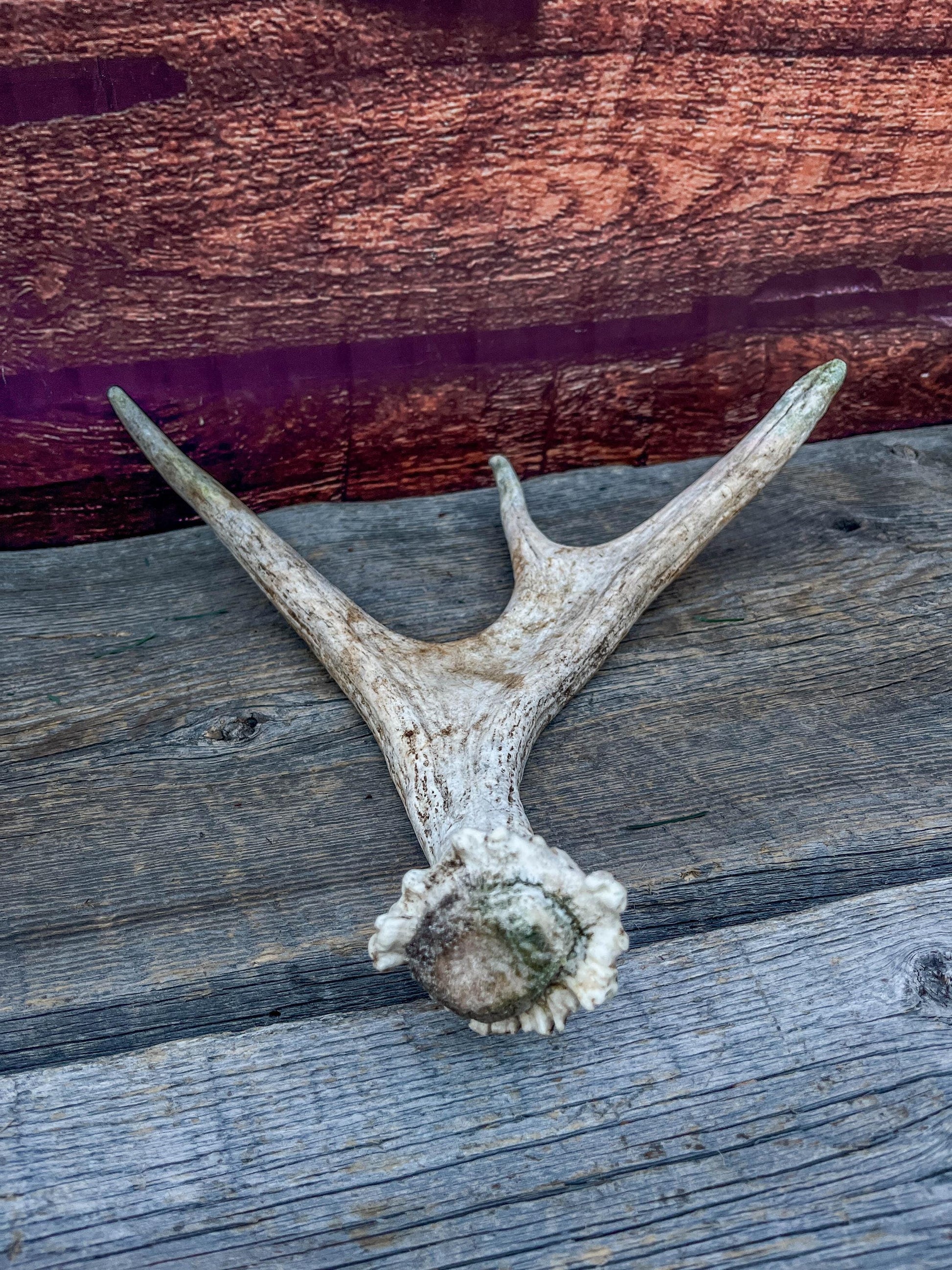 Bull Moose Antler. Small. Home decor table centerpiece, shelftop decor, and more.