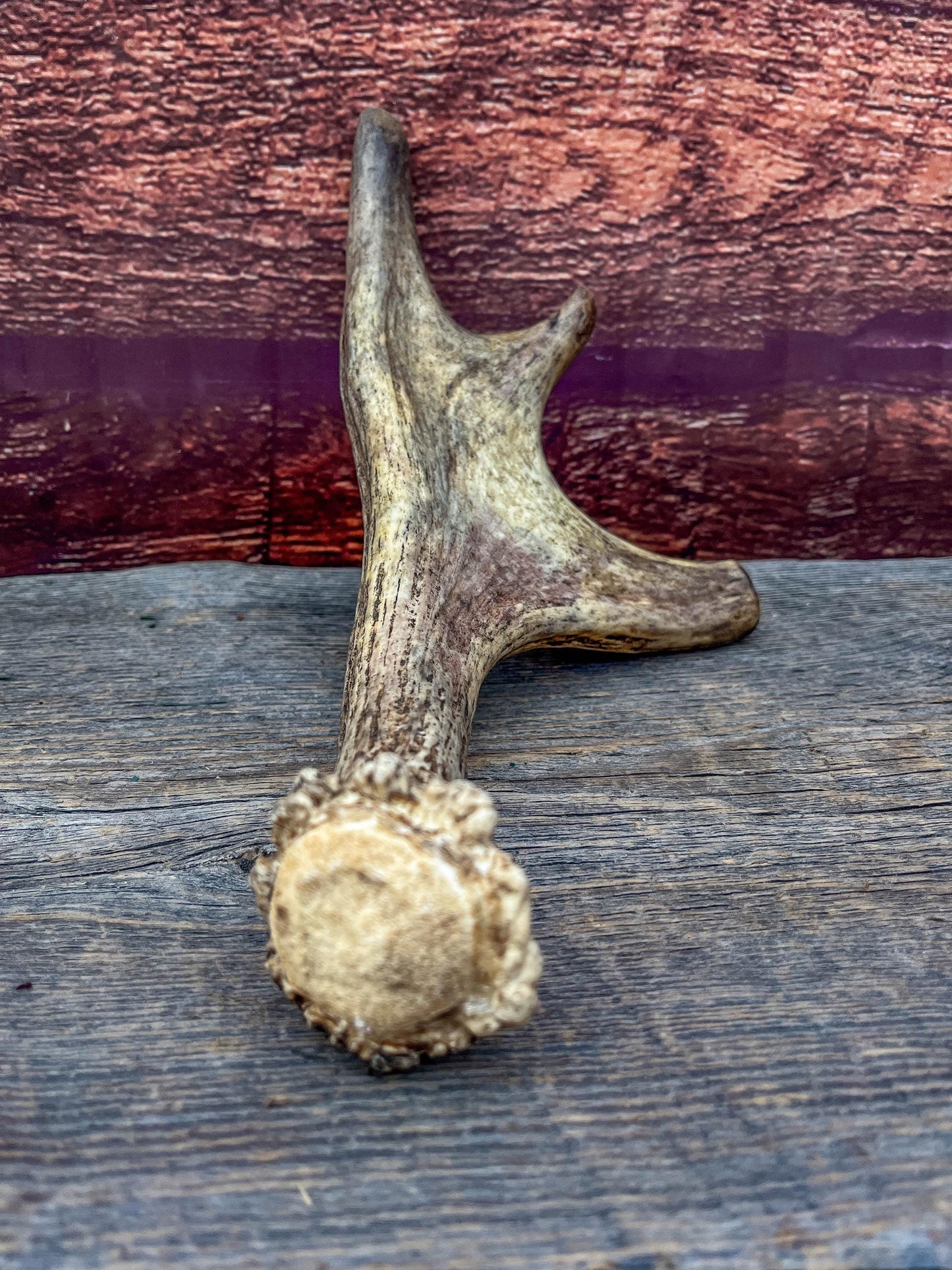 Moose Antler. Small Paddle for Carving, Pet Treats, Crafting and Decor from a Wild Canada Moose