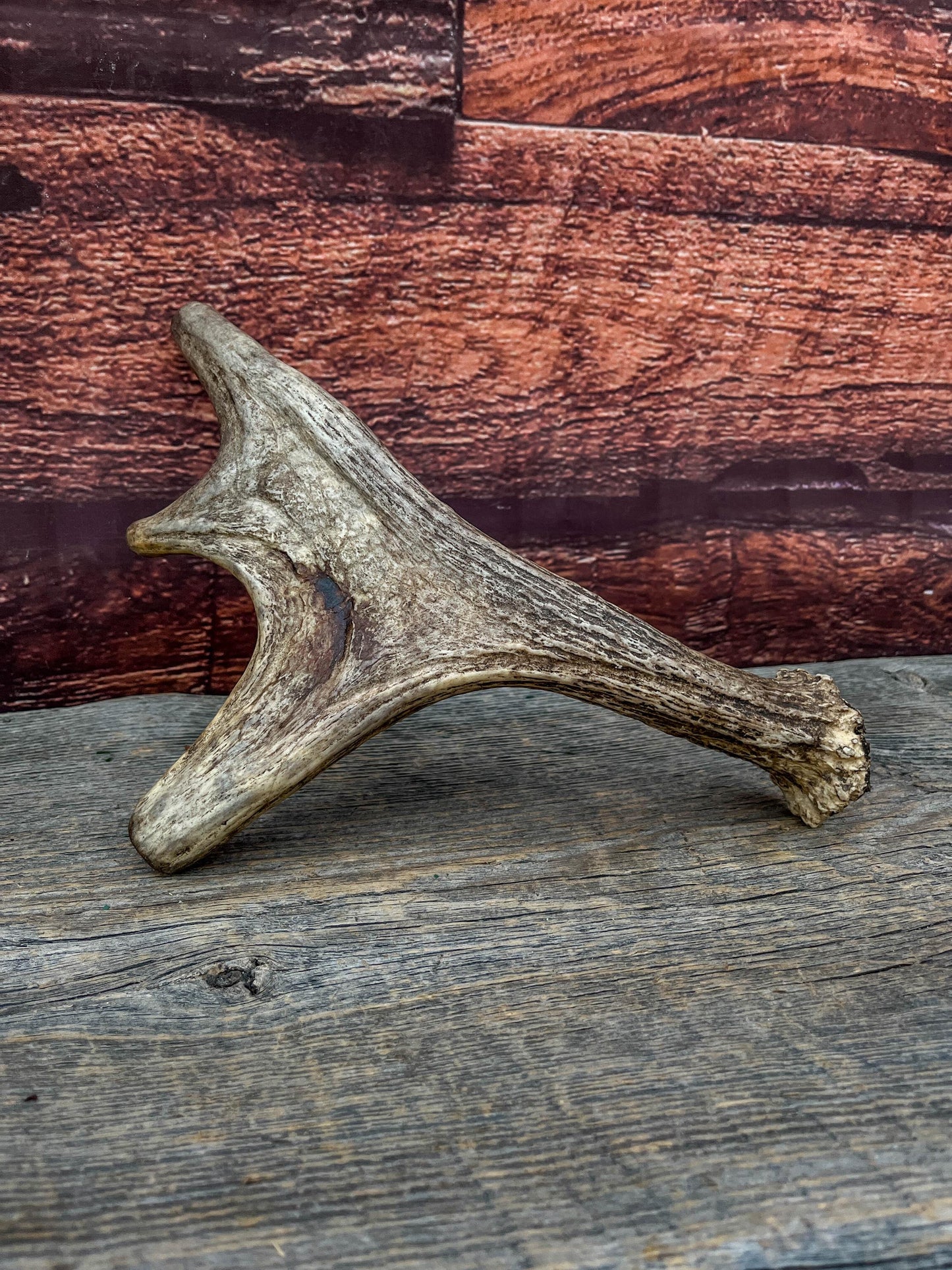 Moose Antler. Small Paddle for Carving, Pet Treats, Crafting and Decor from a Wild Canada Moose
