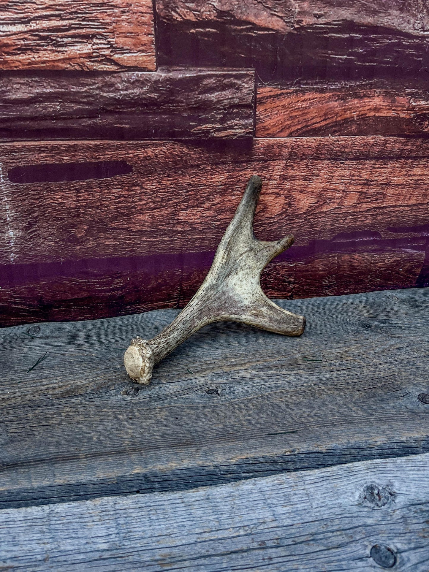 Moose Antler. Small Paddle for Carving, Pet Treats, Crafting and Decor from a Wild Canada Moose