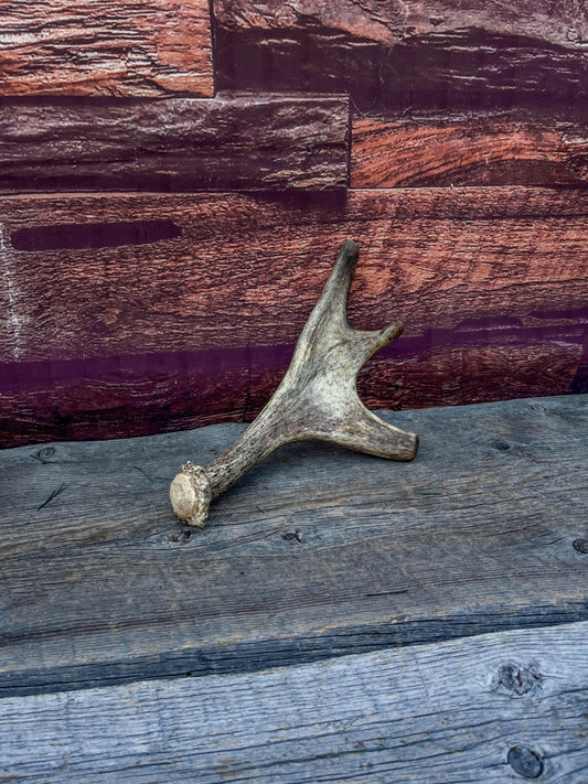 Moose Antler. Small Paddle for Carving, Pet Treats, Crafting and Decor from a Wild Canada Moose