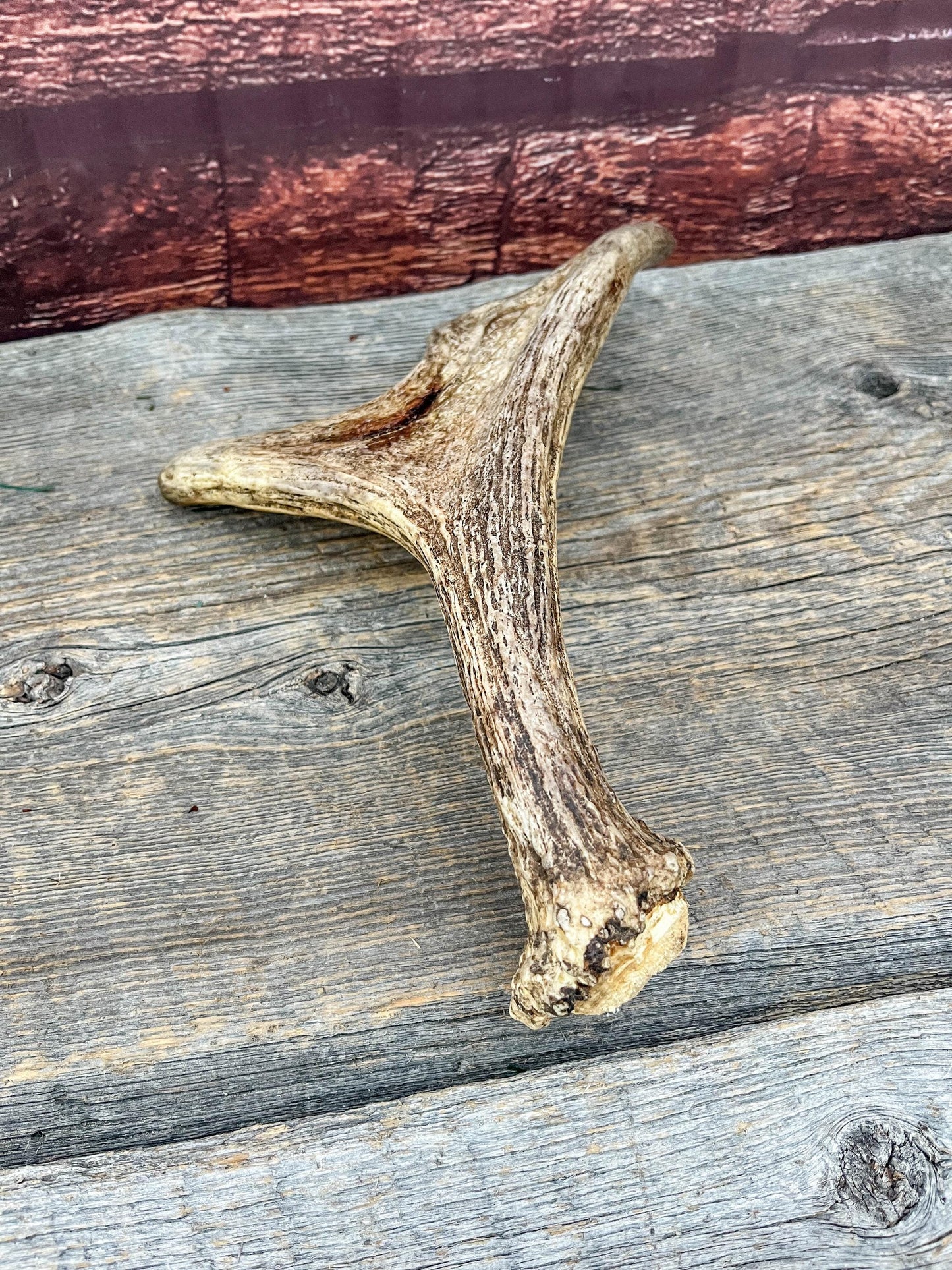 Moose Antler. Small Paddle for Carving, Pet Treats, Crafting and Decor from a Wild Canada Moose