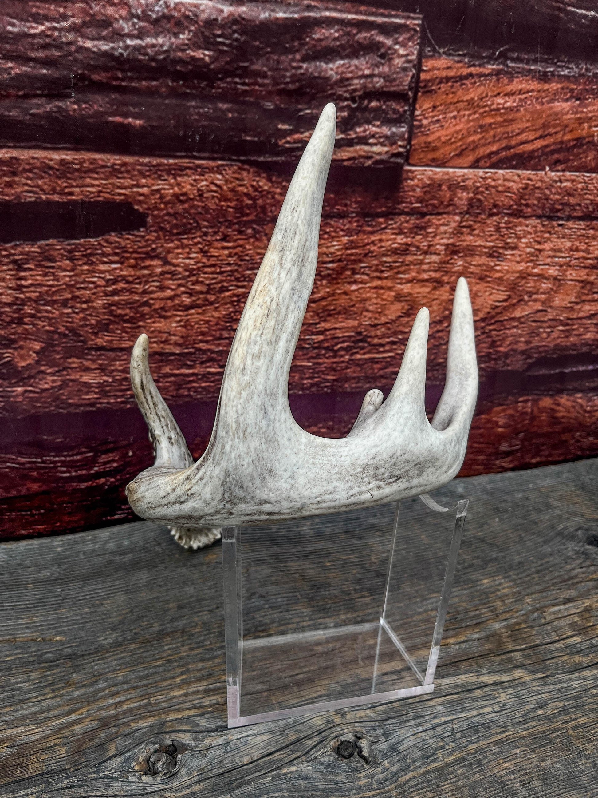 White-tailed Deer Antler - Wild Whitetailed deer Antler. Decor, design, crafting and more!