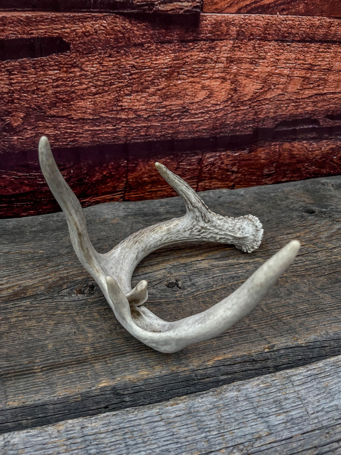 White-tailed Deer Antler - Wild Whitetailed deer Antler. Decor, design, crafting and more!