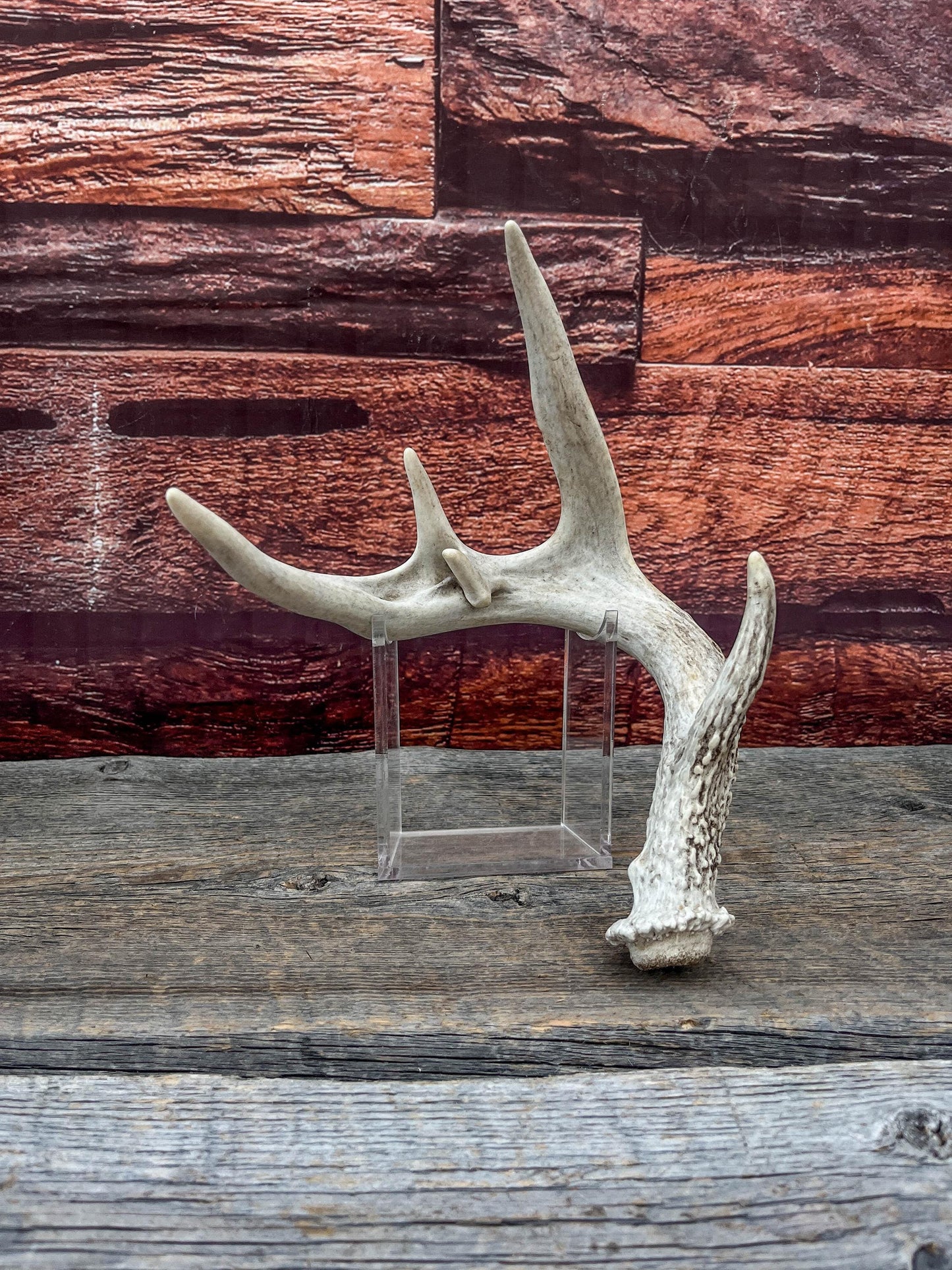 White-tailed Deer Antler - Wild Whitetailed deer Antler. Decor, design, crafting and more!