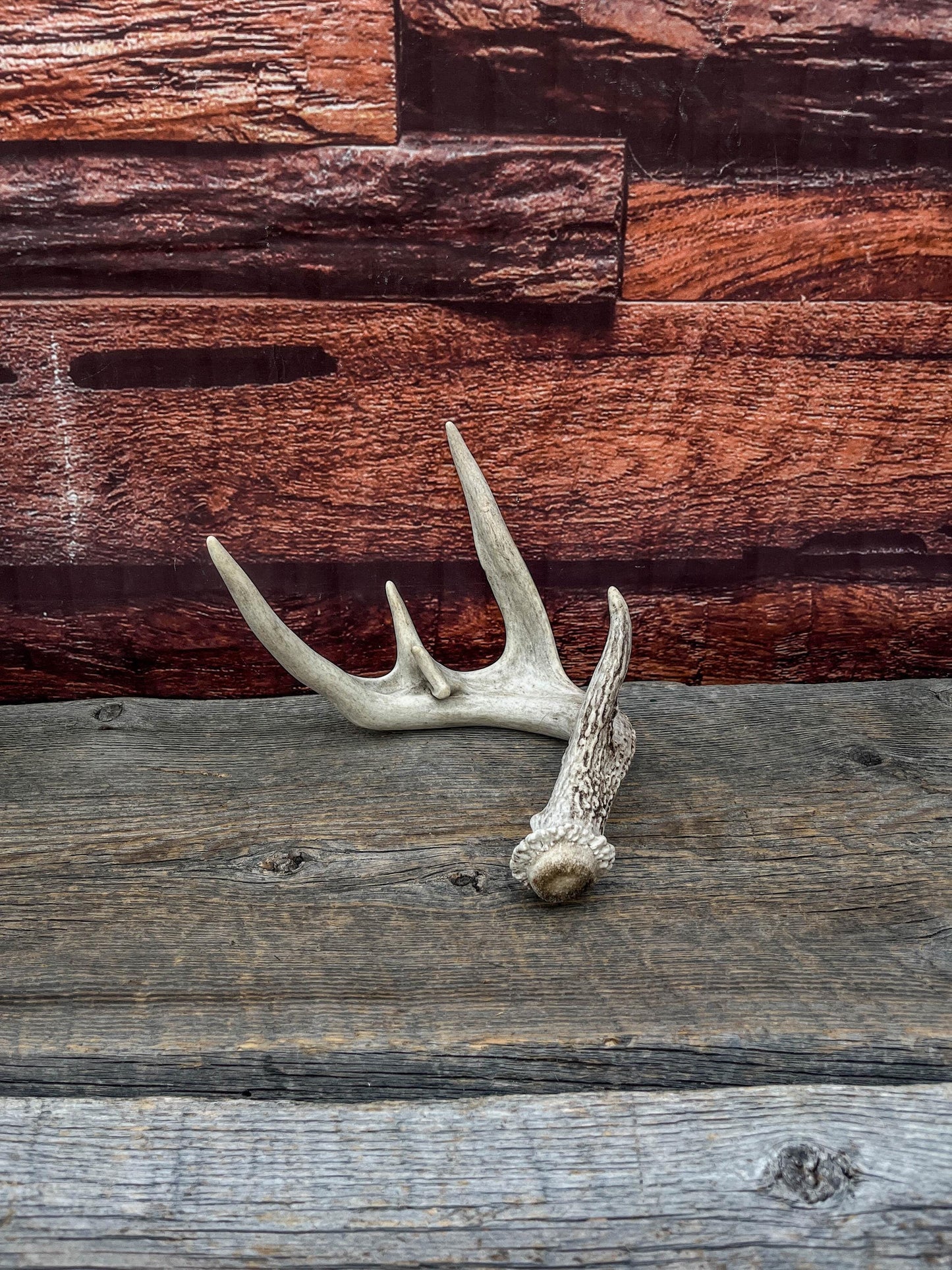 White-tailed Deer Antler - Wild Whitetailed deer Antler. Decor, design, crafting and more!