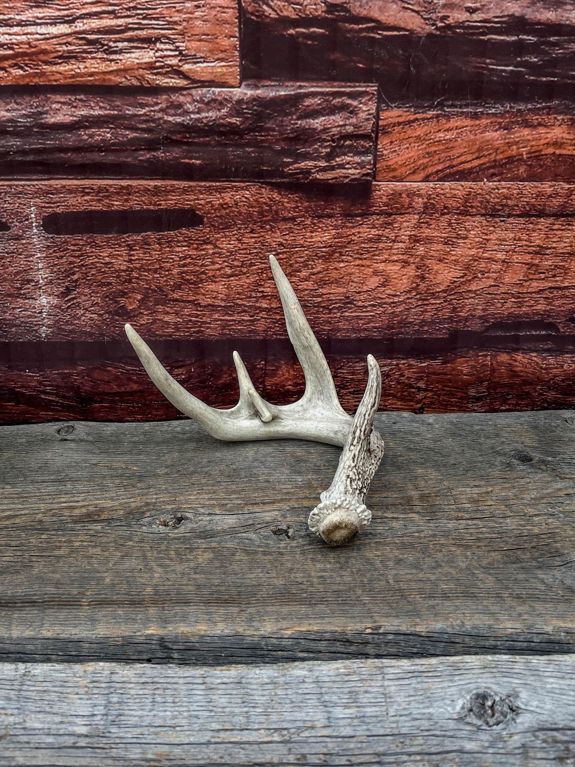 White-tailed Deer Antler - Wild Whitetailed deer Antler. Decor, design, crafting and more!