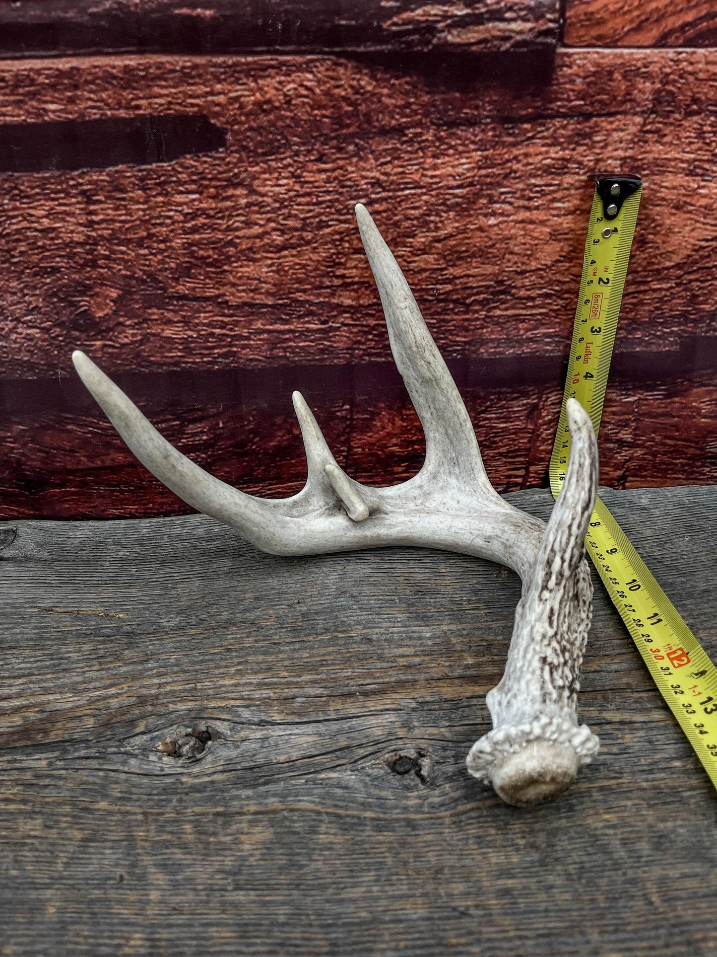 White-tailed Deer Antler - Wild Whitetailed deer Antler. Decor, design, crafting and more!