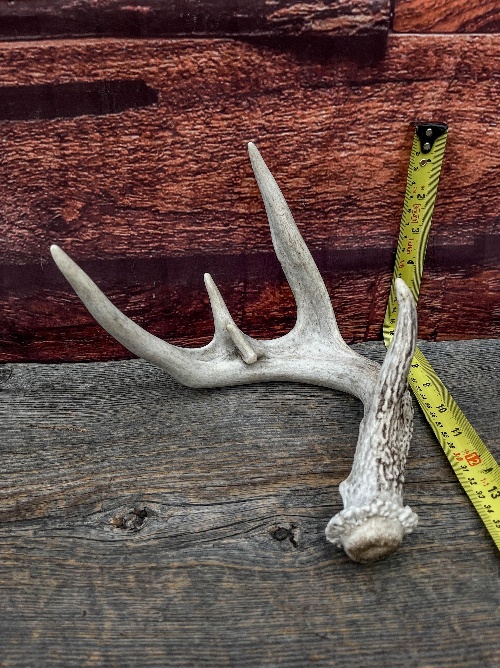 White-tailed Deer Antler - Wild Whitetailed deer Antler. Decor, design, crafting and more!