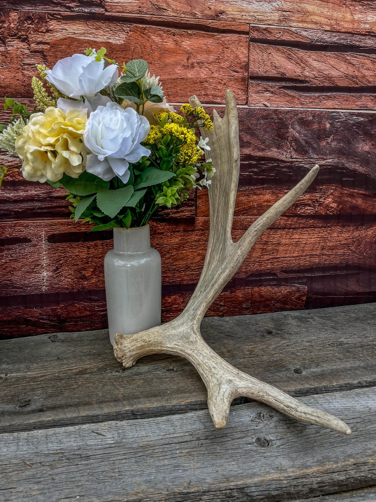 Med-Sized Moose Shed Antler. For Decor, Crafting and More!