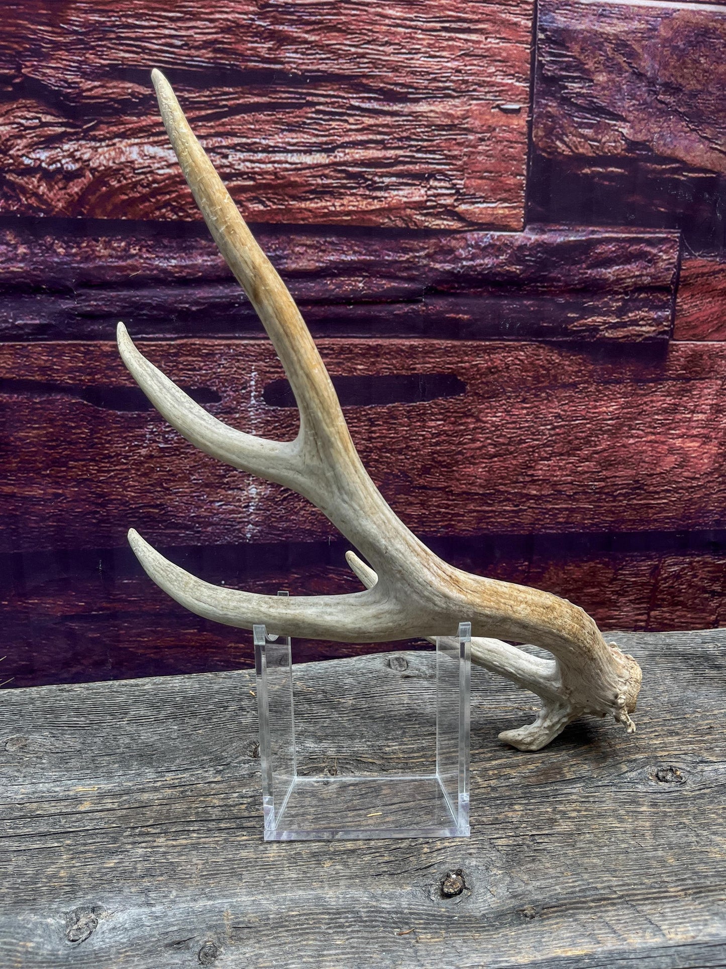 Deer Antler - Unique Mule deer Antler. Crafting, Decor and More