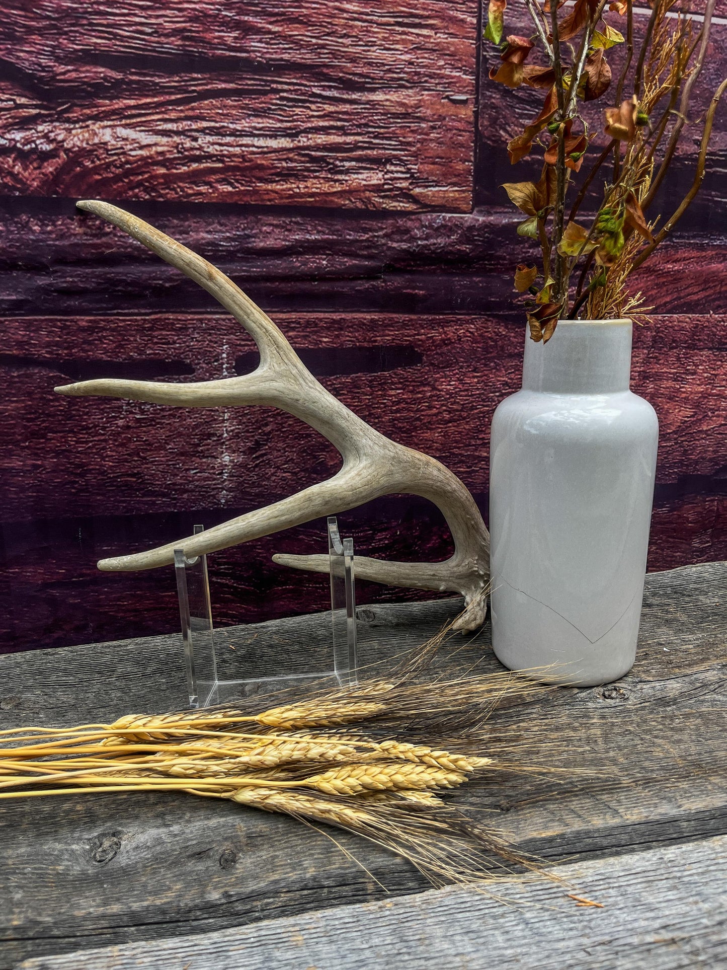Deer Antler - Unique Mule deer Antler. Crafting, Decor and More