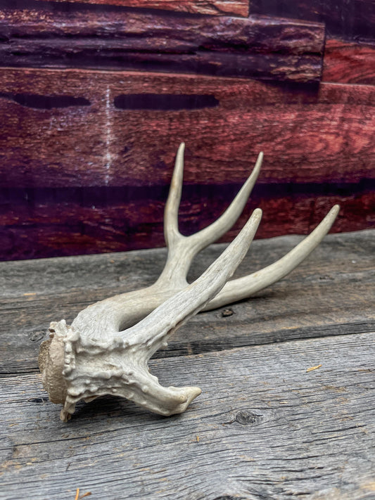 Deer Antler - Unique Mule deer Antler. Crafting, Decor and More