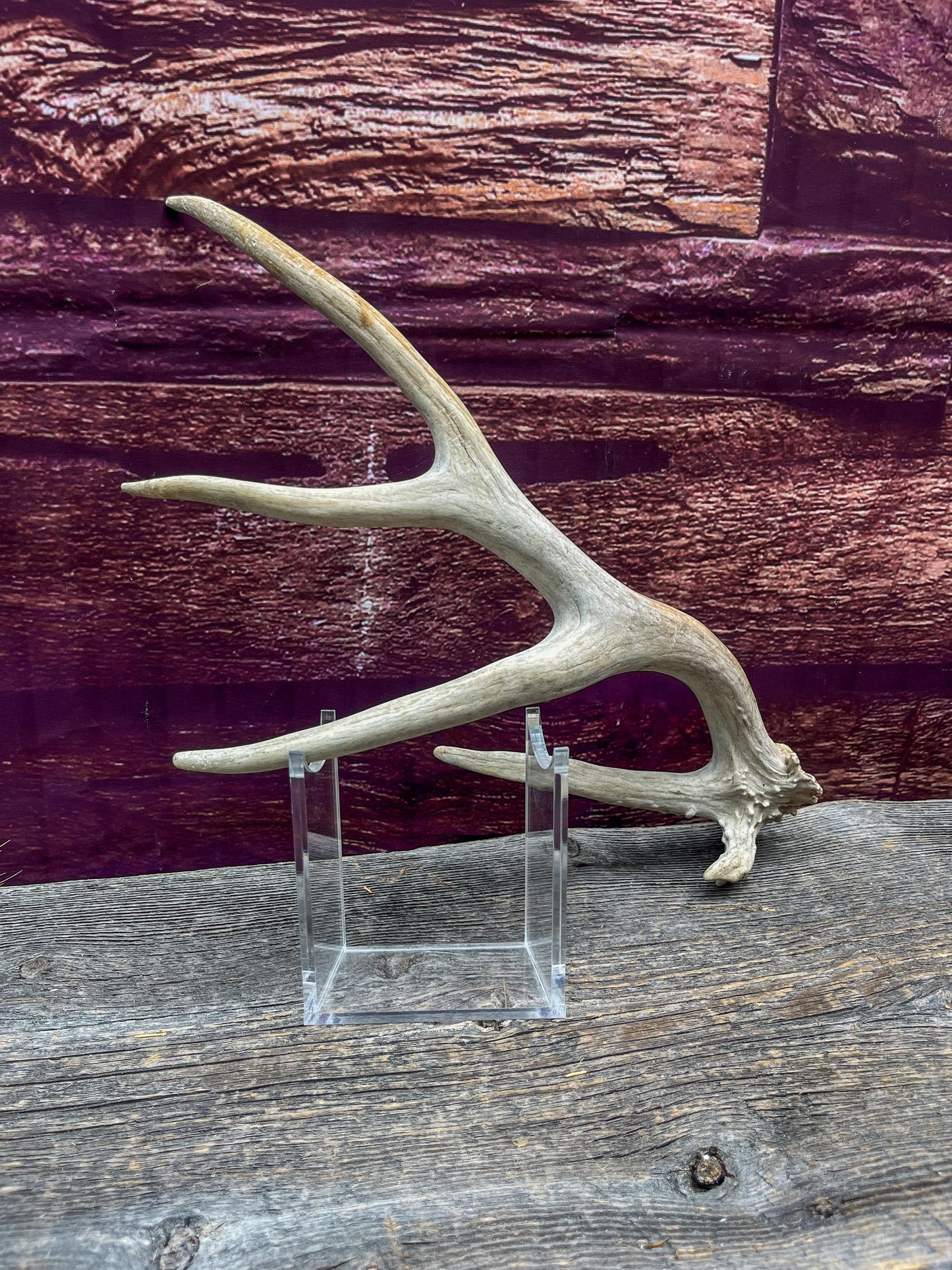 Deer Antler - Unique Mule deer Antler. Crafting, Decor and More