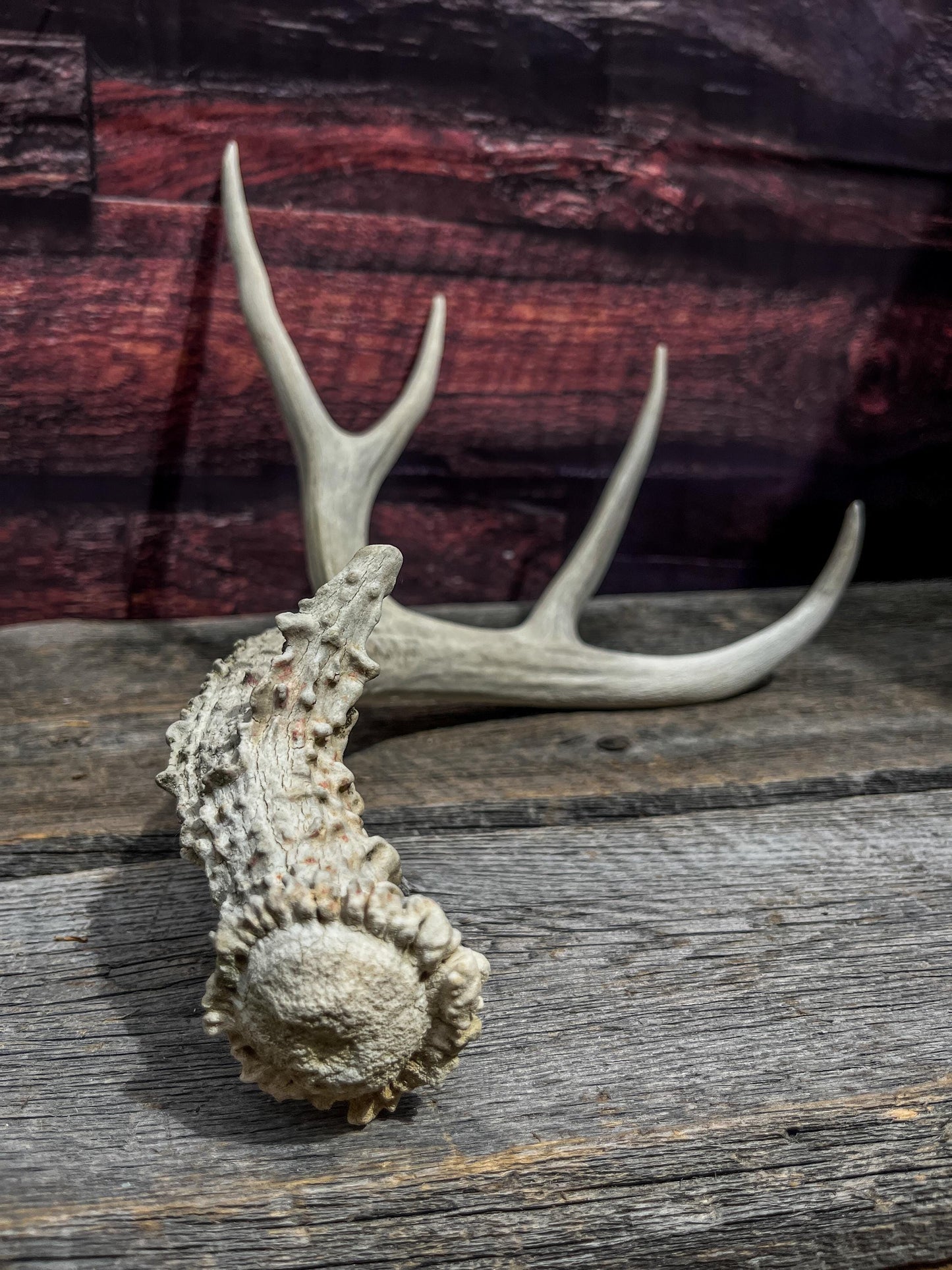 Naturally Shed Mule Deer Antler. Decor piece, Table Centerpiece, and More.