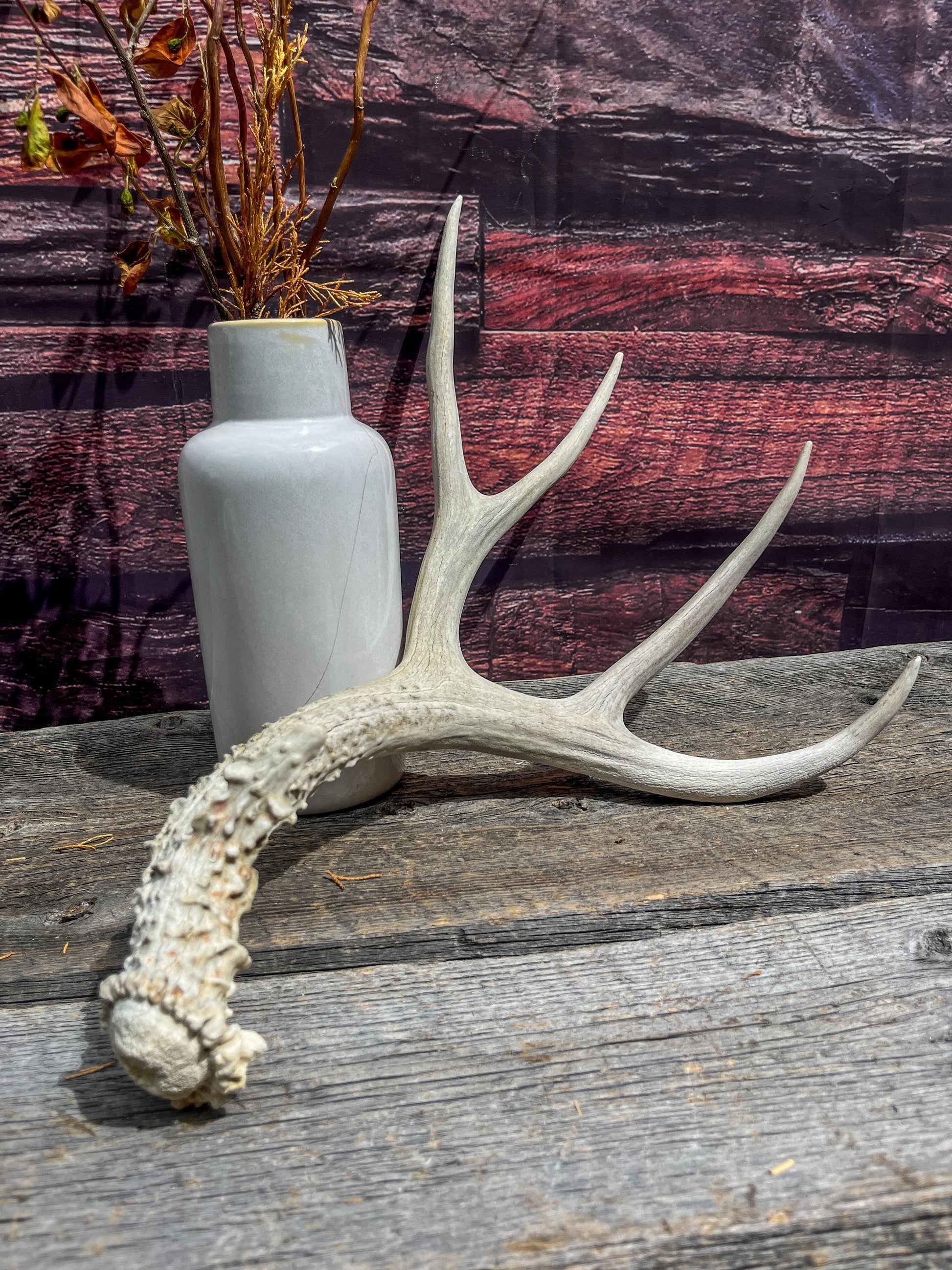 Naturally Shed Mule Deer Antler. Decor piece, Table Centerpiece, and More.