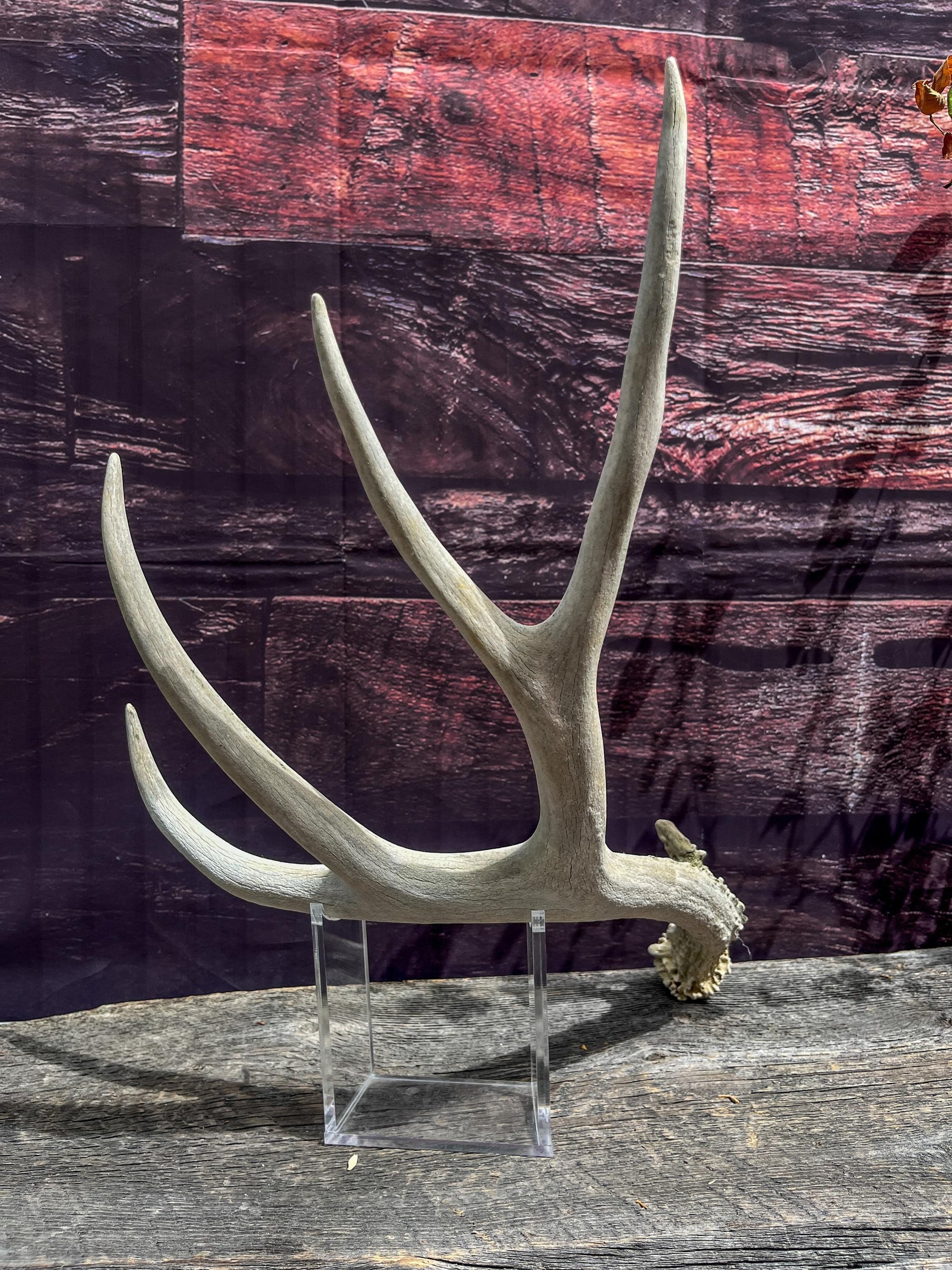 Naturally Shed Mule Deer Antler. Decor piece, Table Centerpiece, and More.