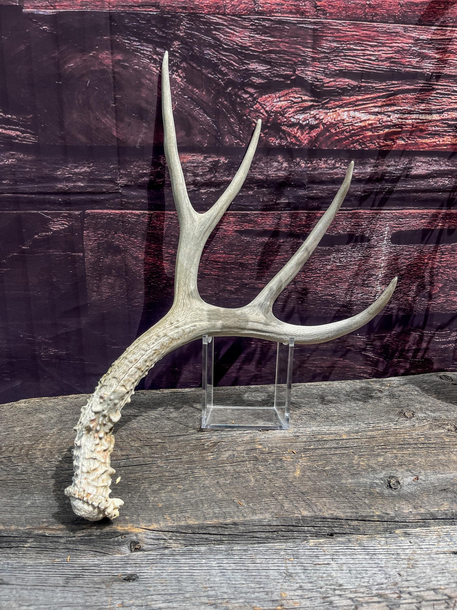 Naturally Shed Mule Deer Antler. Decor piece, Table Centerpiece, and More.