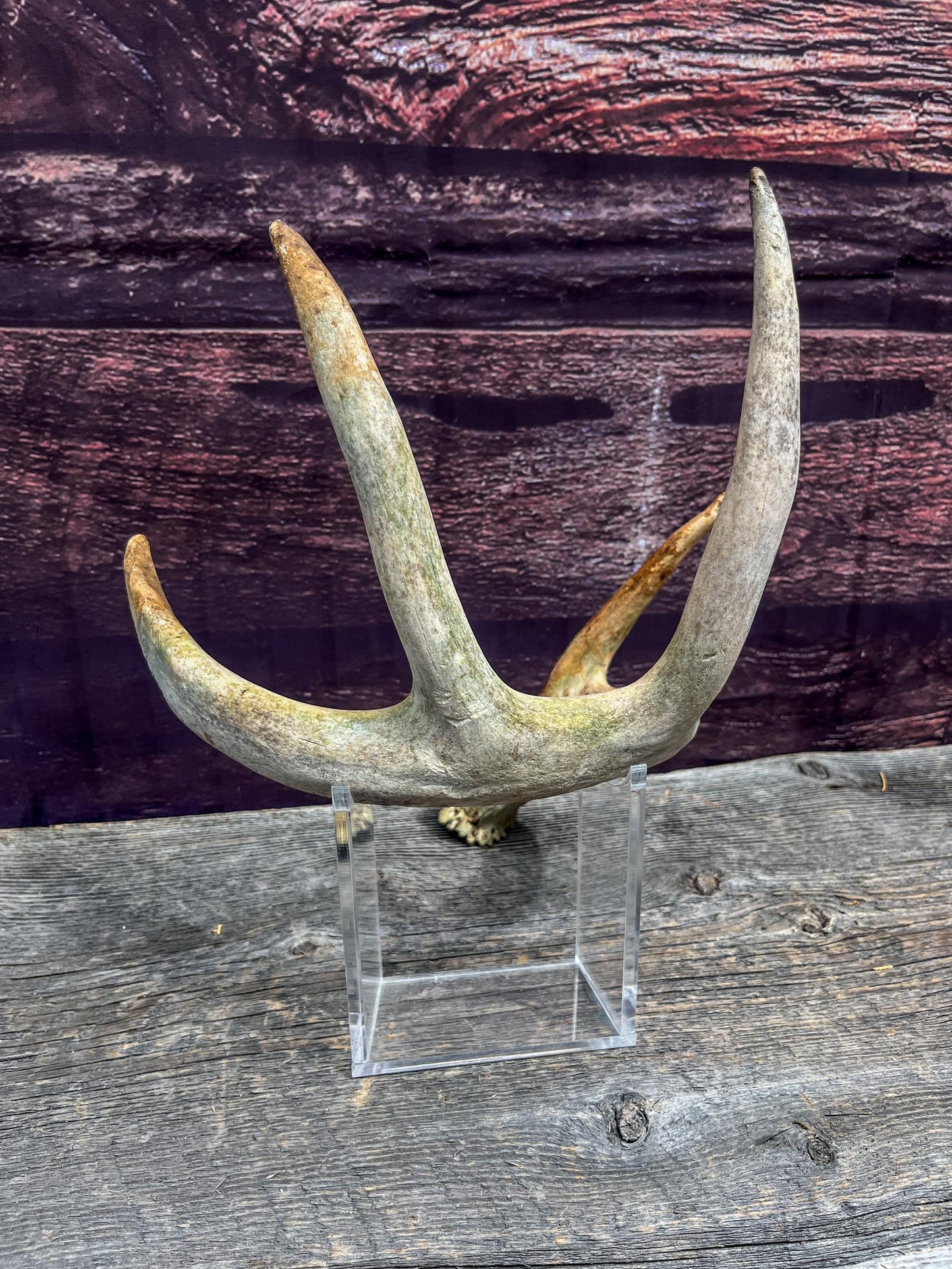 Deer Antler - Old White-tailed deer Antler. Wild deer antler for decor, design, crafting and more