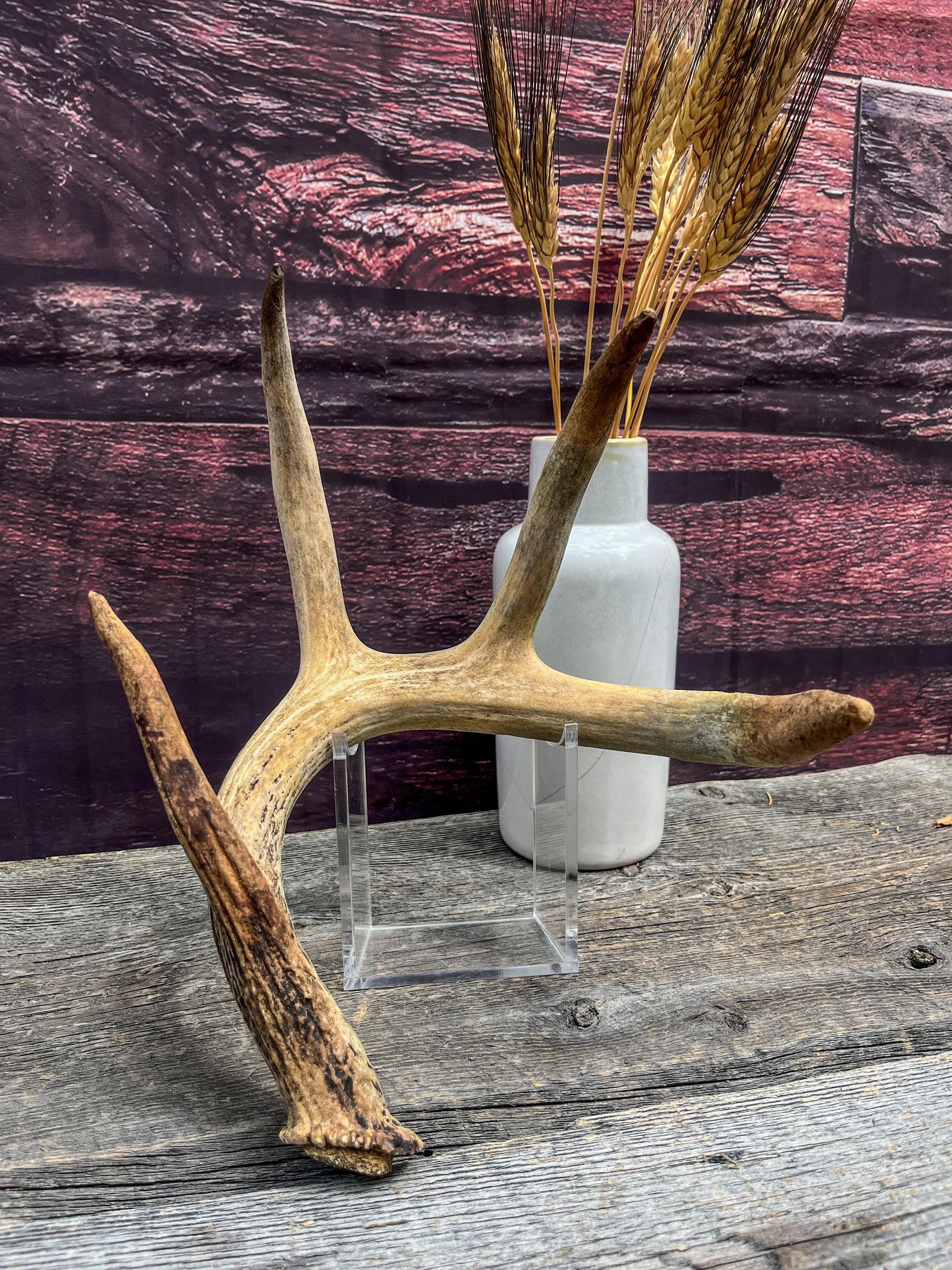 Deer Antler - Old White-tailed deer Antler. Wild deer antler for decor, design, crafting and more